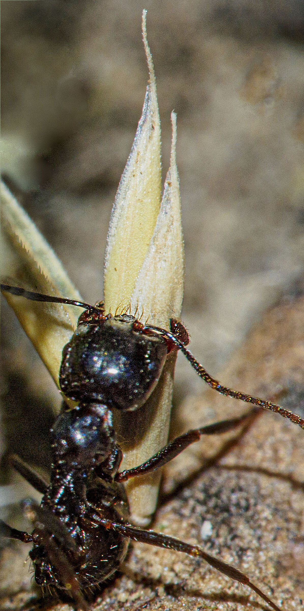 Come come with me...   Come come with me...