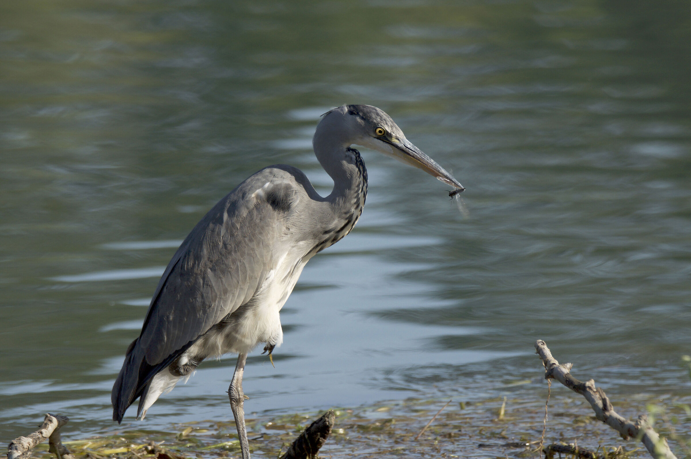 Grey heron with small prey
