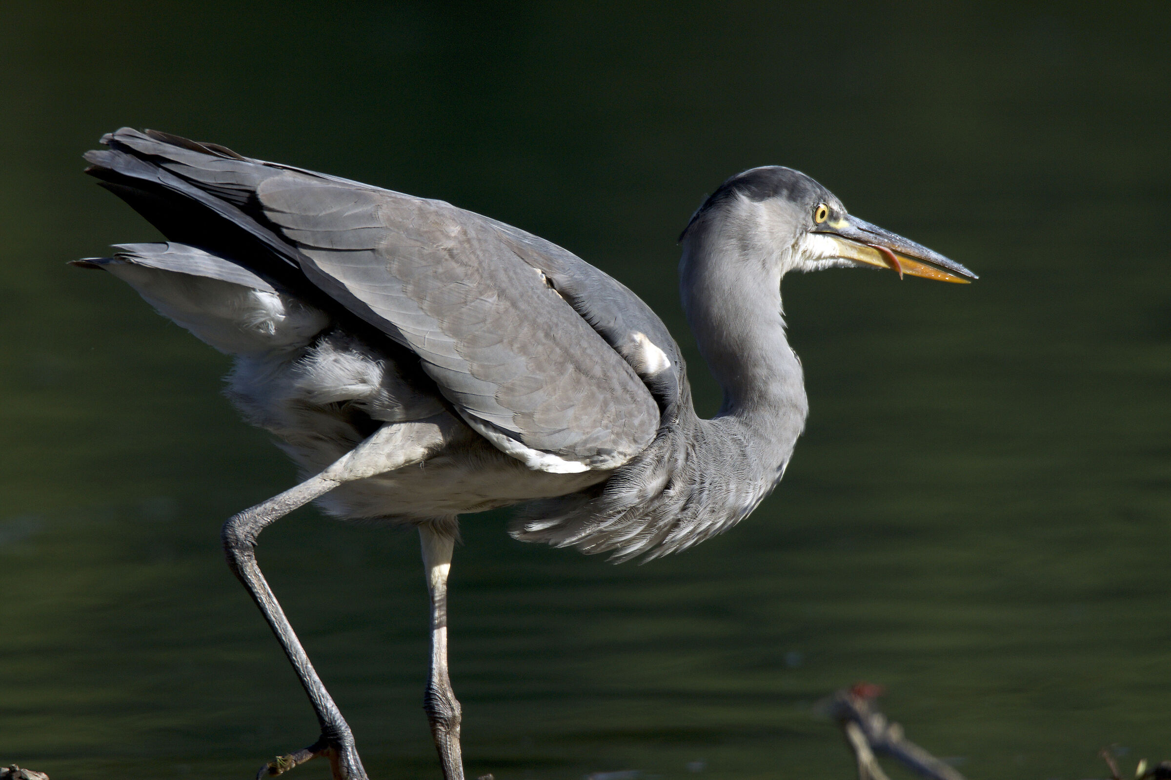 Grey heron