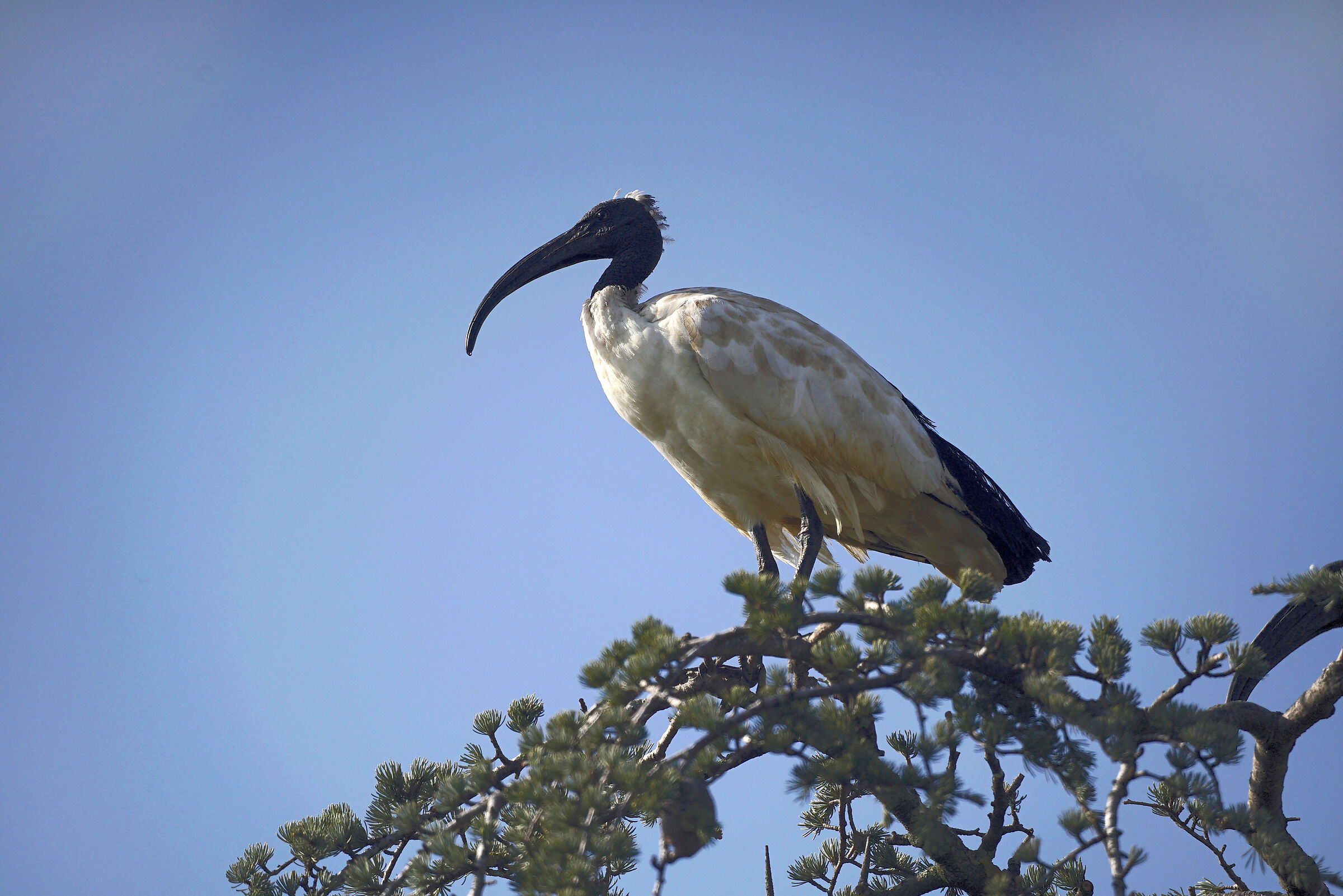 Ibis