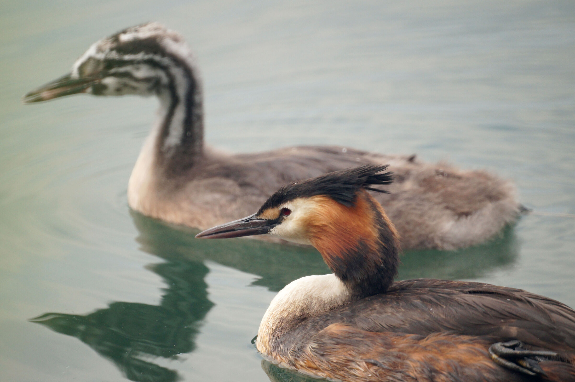 Grebes