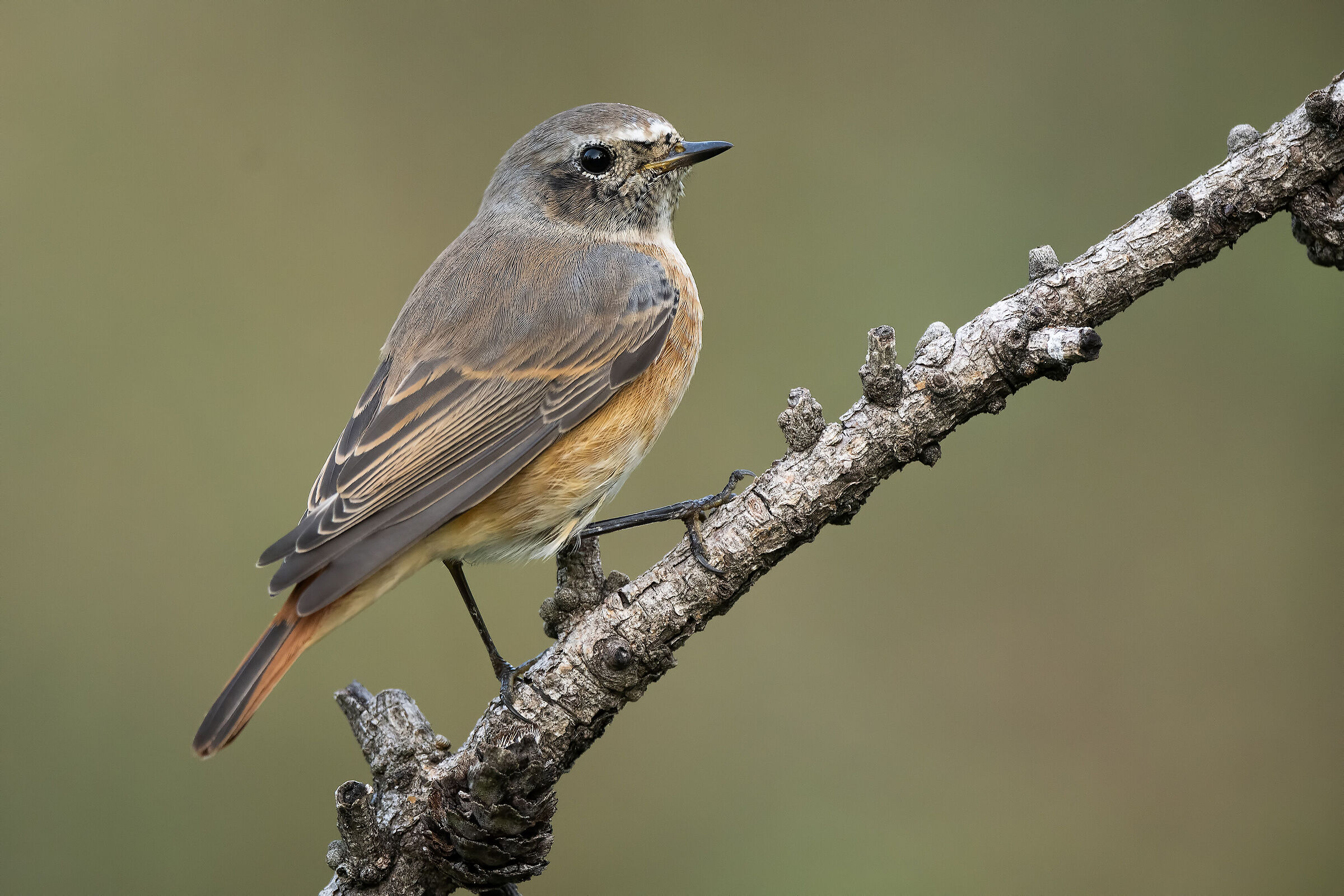 Redstart