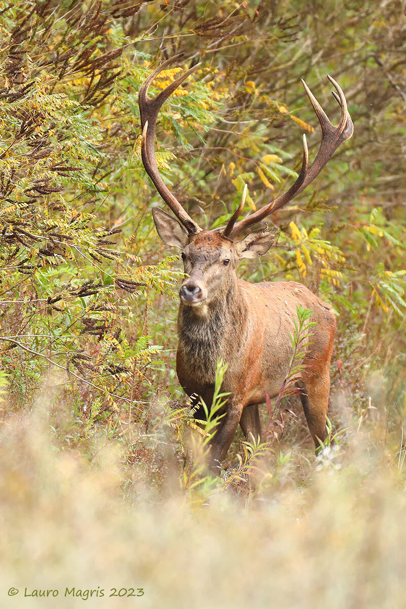 Tra i fitti cespugli