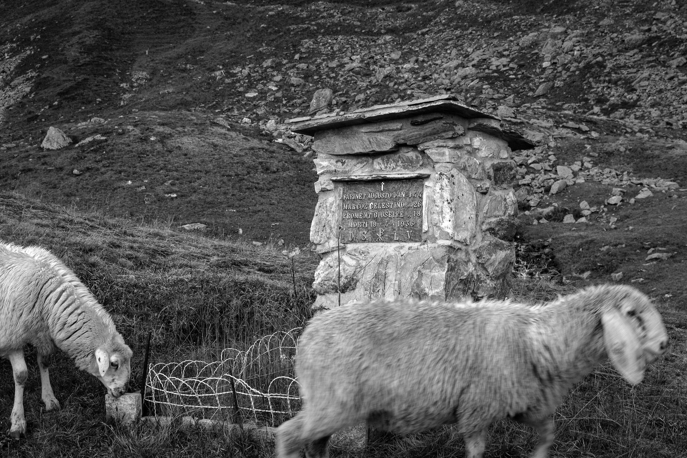 Colle del Gran San Bernardo 5 passaggio del gregge