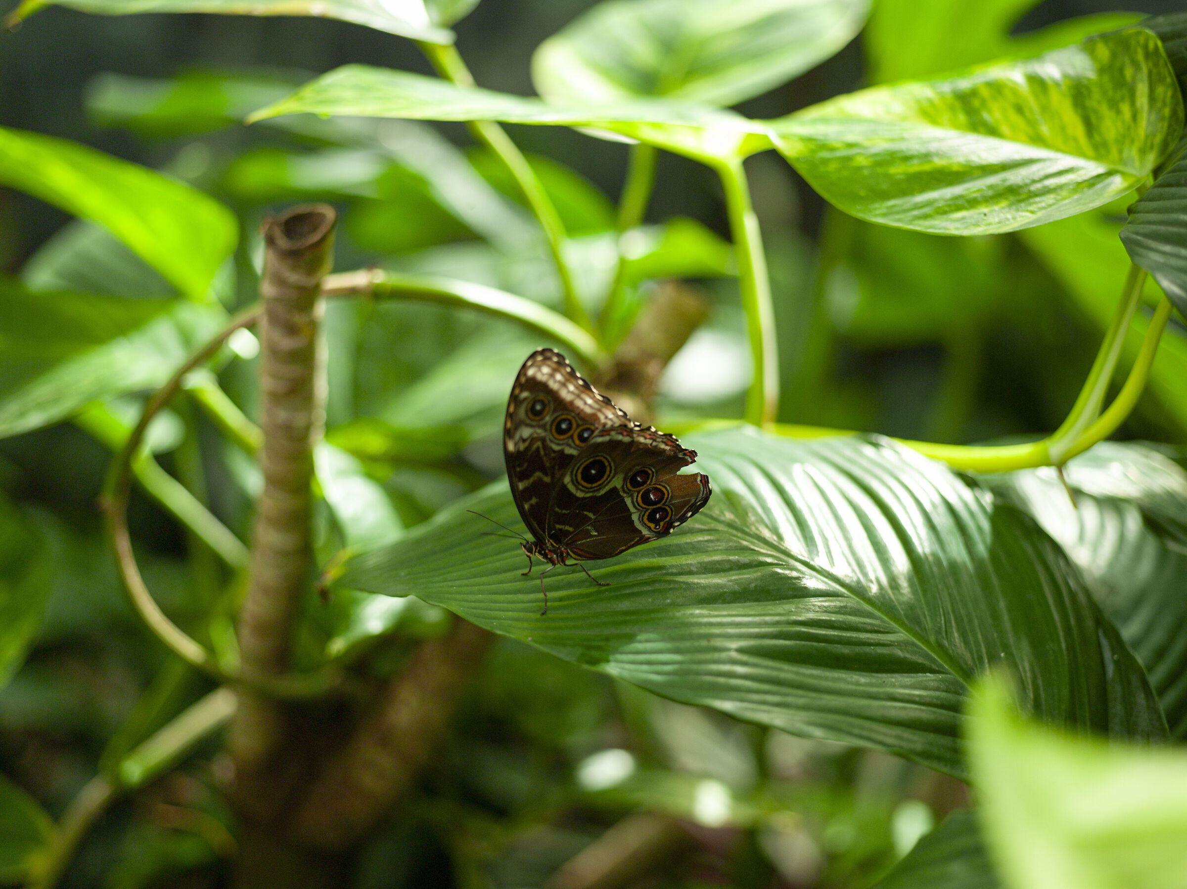Bordano butterfly house