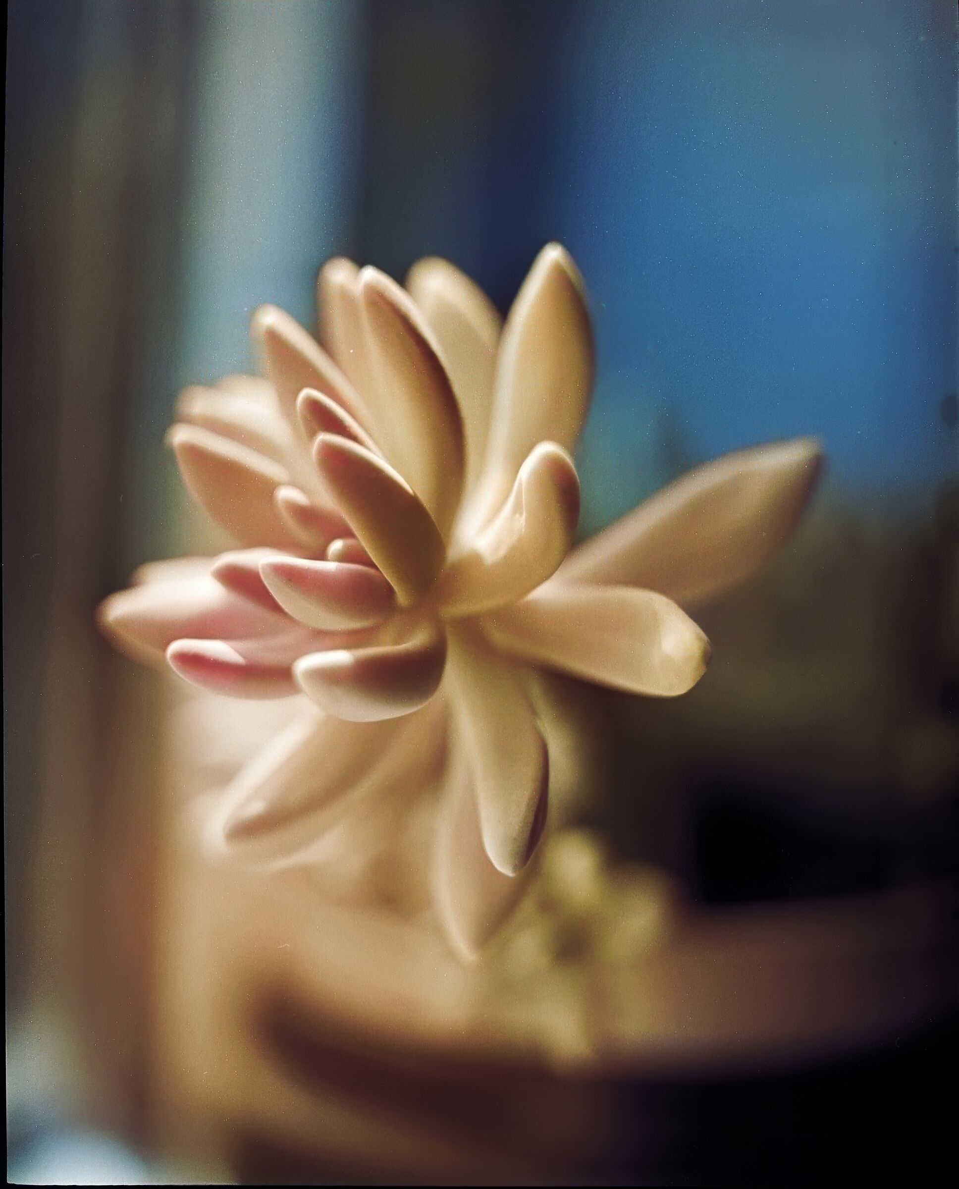 Pentax 67 with Takumar 105 f2.4