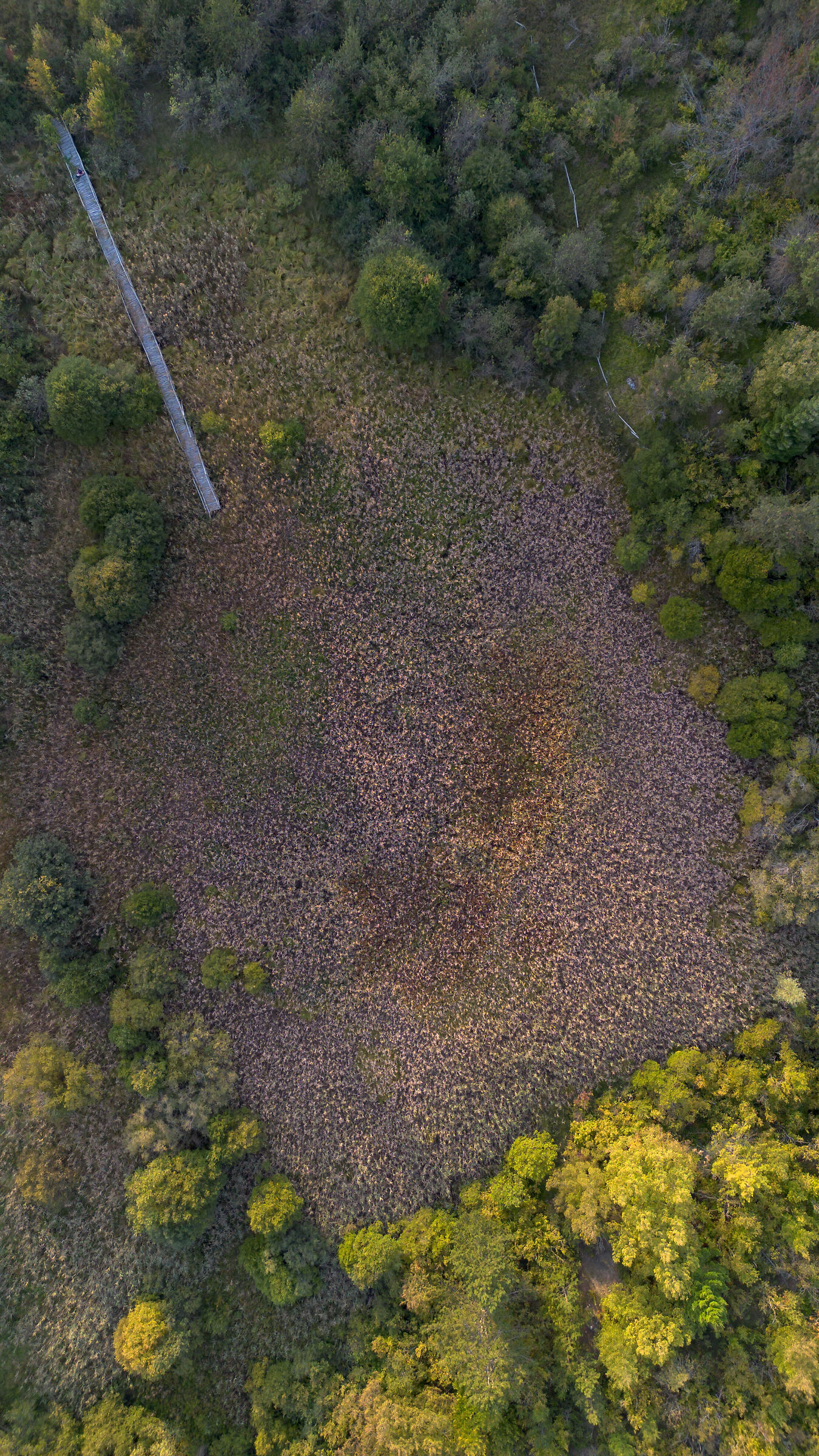 Former swamp