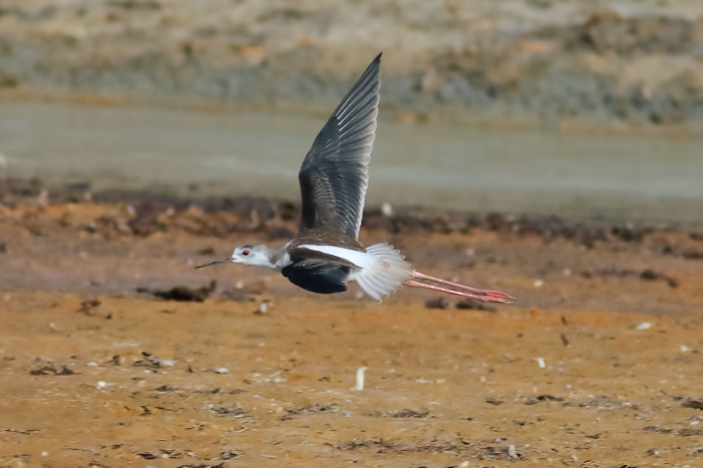 Cavaliere 09-09-2023