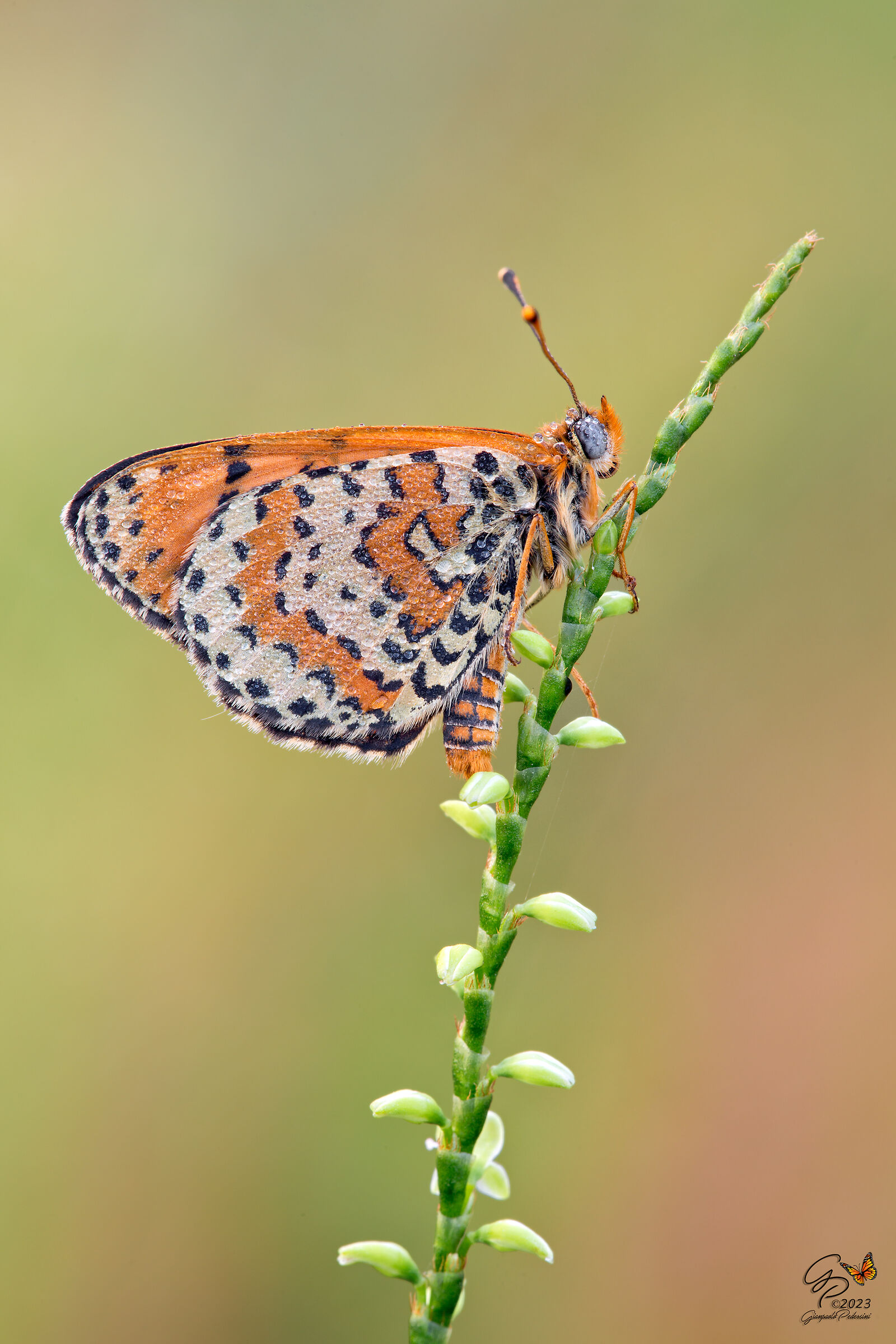 Scatti di fine stagione: Melitaea didyma