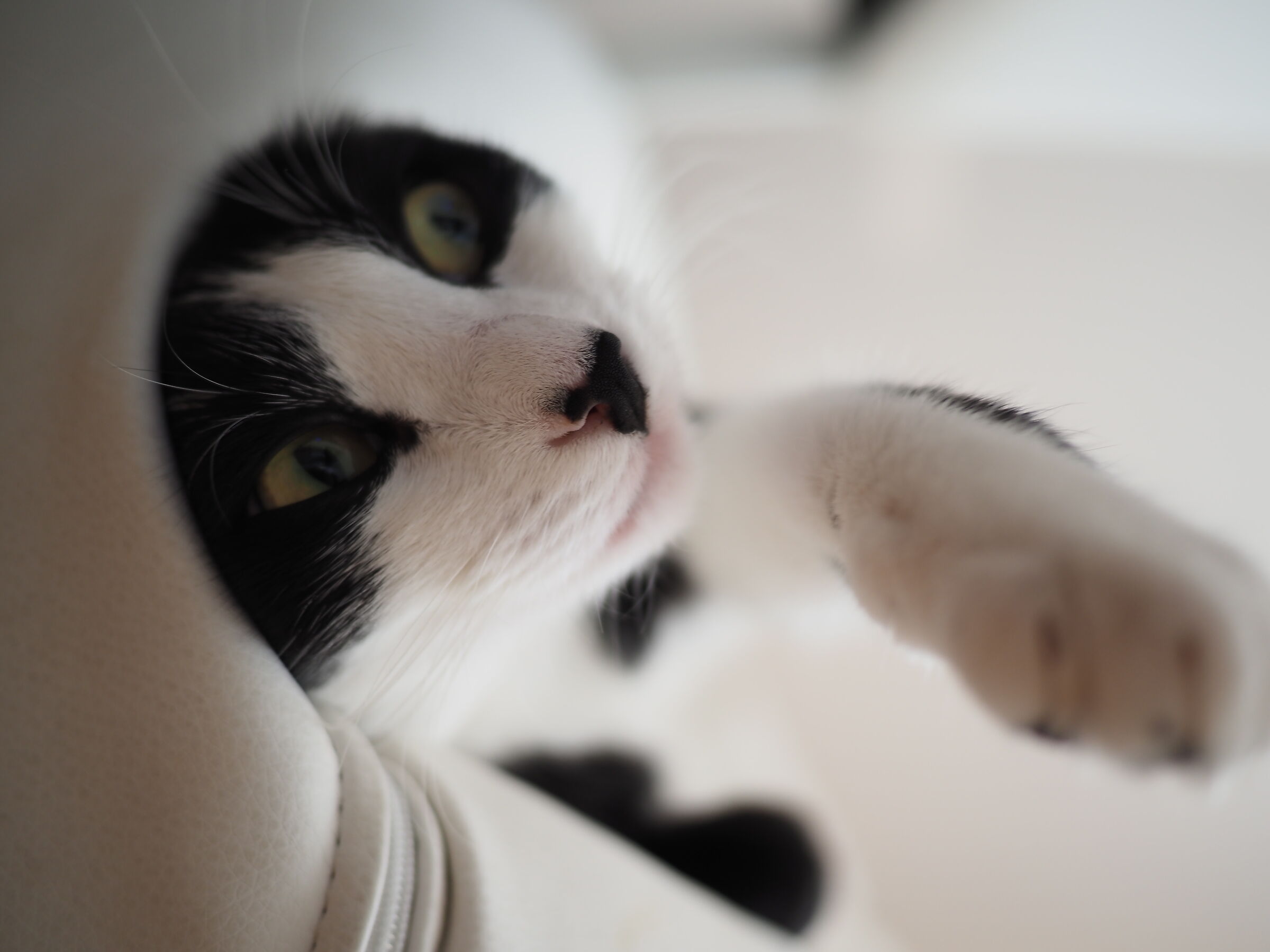 Lilly