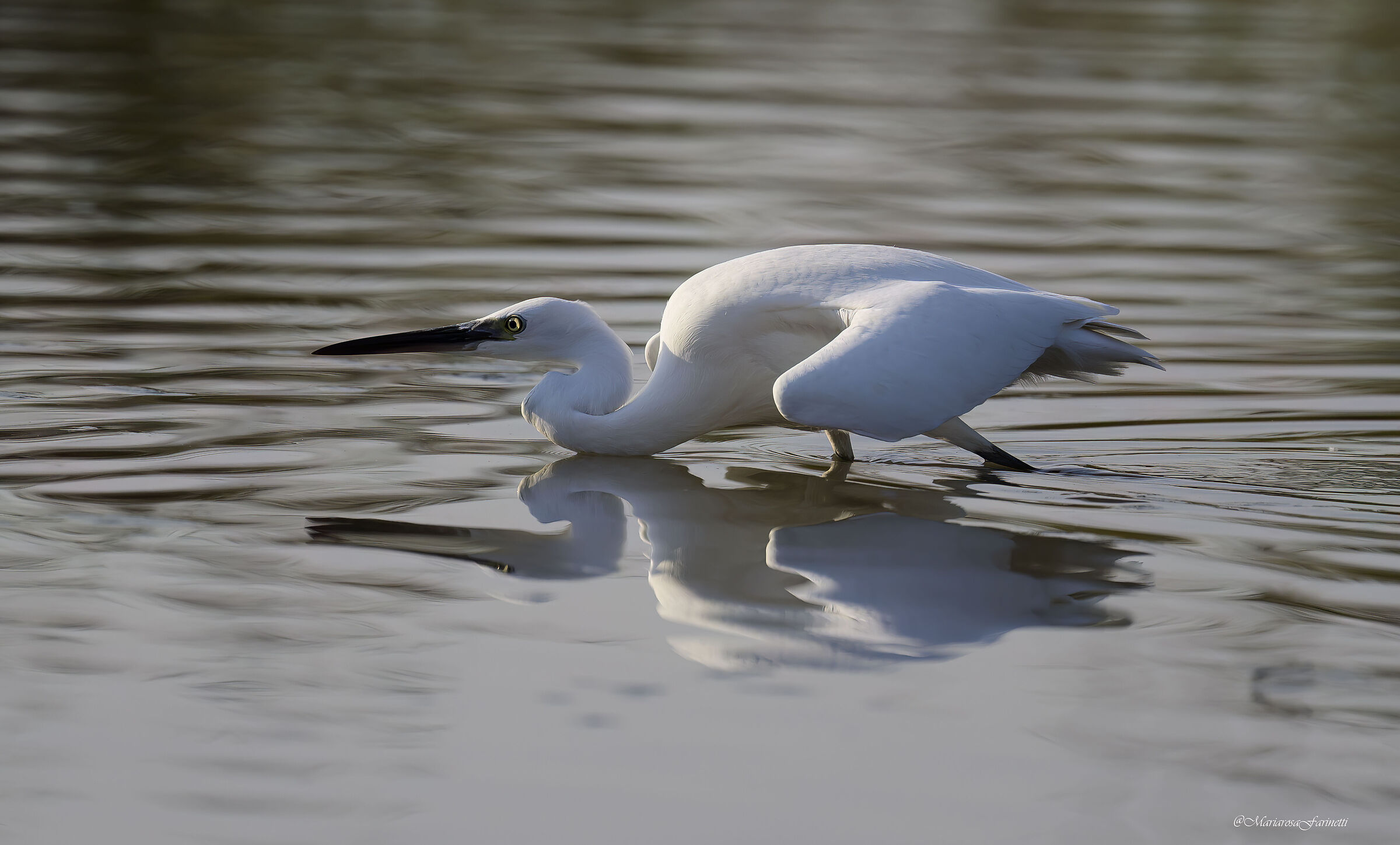 Garzetta a caccia (volutamente sottoesposta)