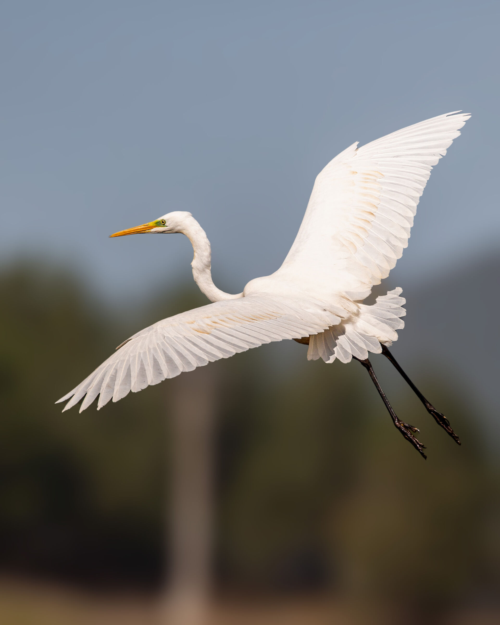 bianco in volo