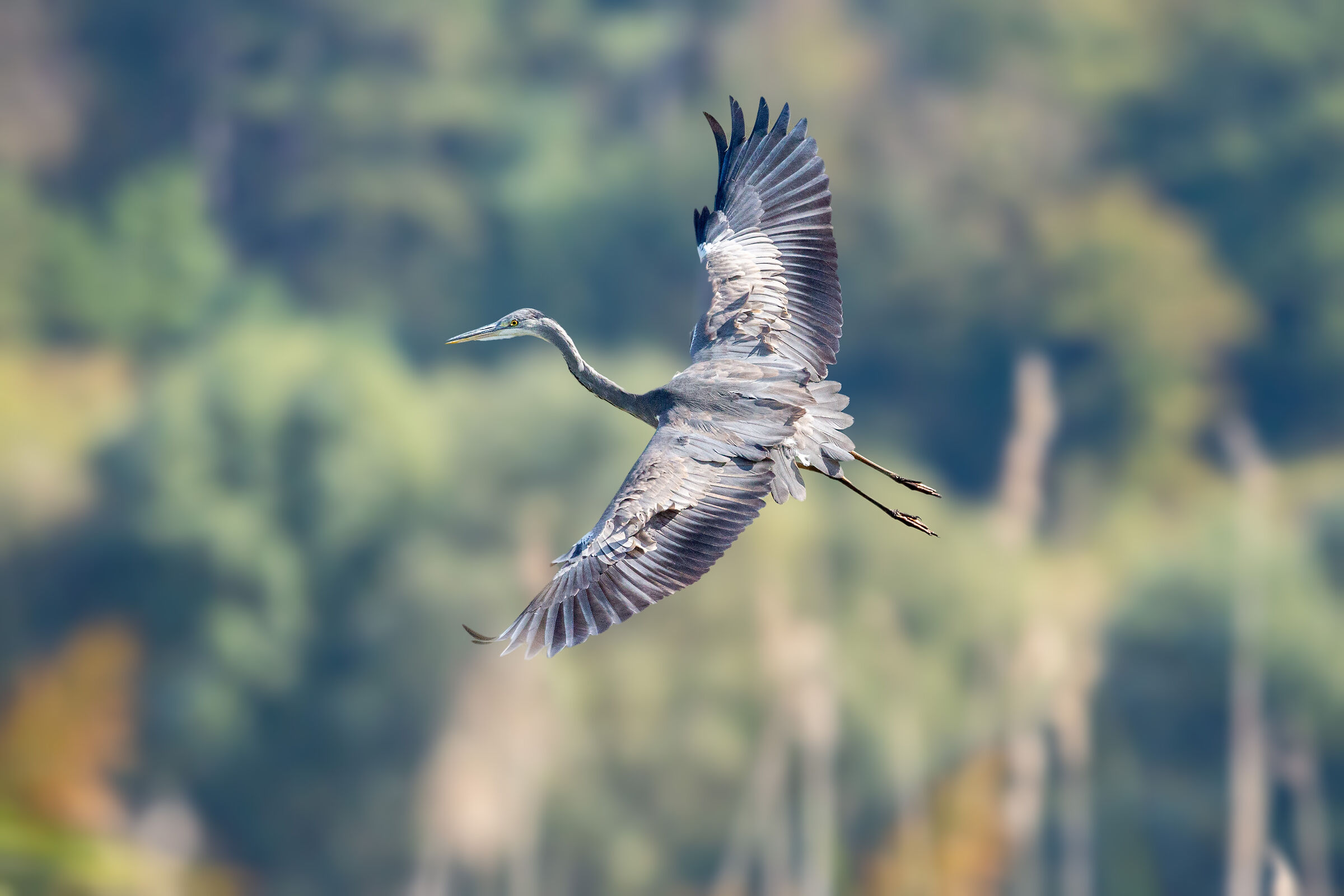 cenerino tra le canne