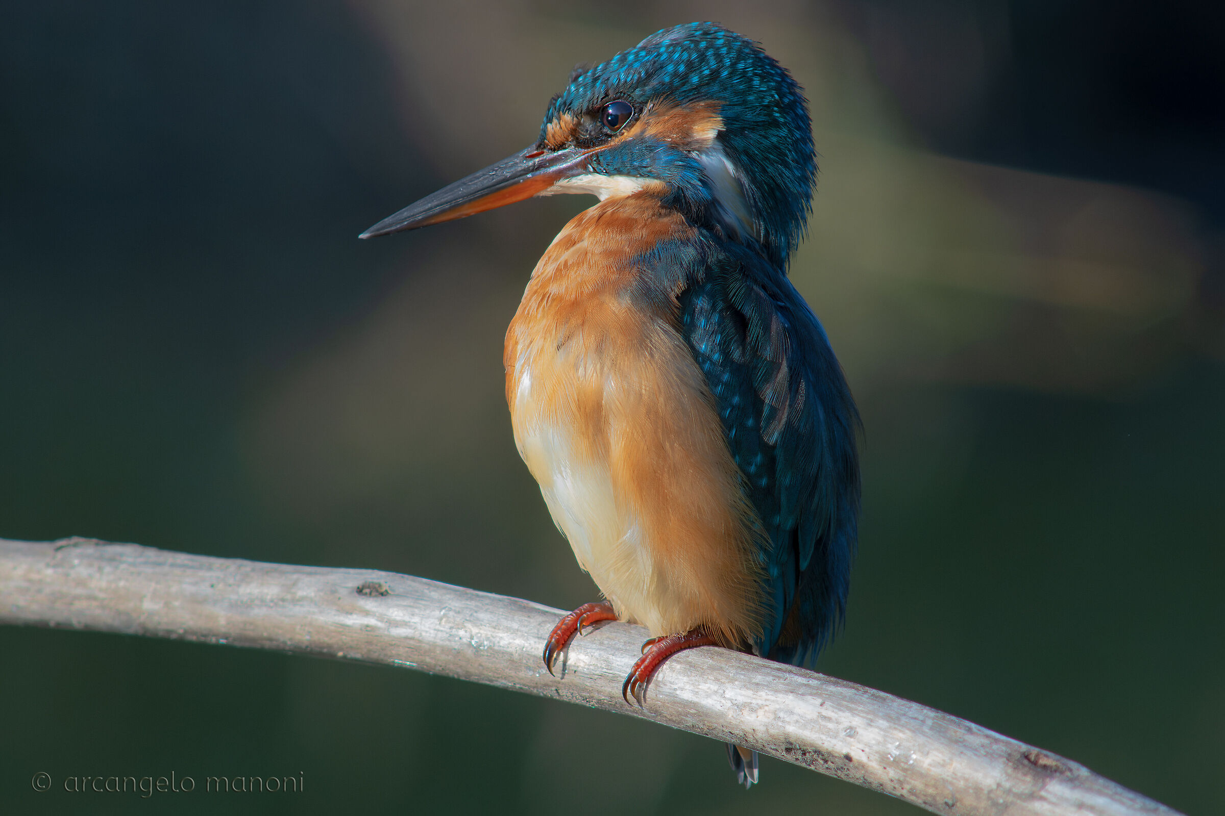 La martina ''sulle sue''