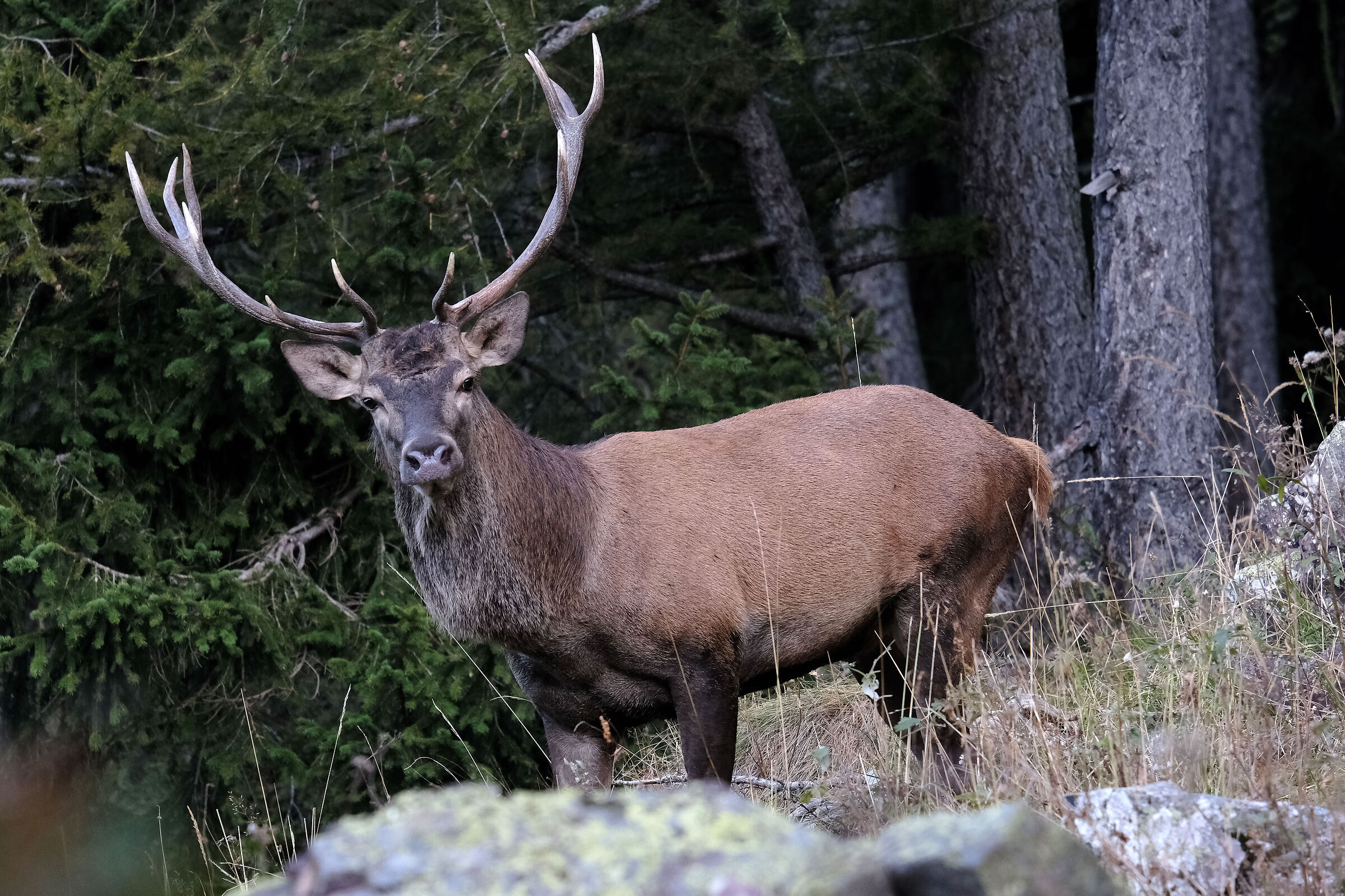 Deer vs Photographer Without Breathing