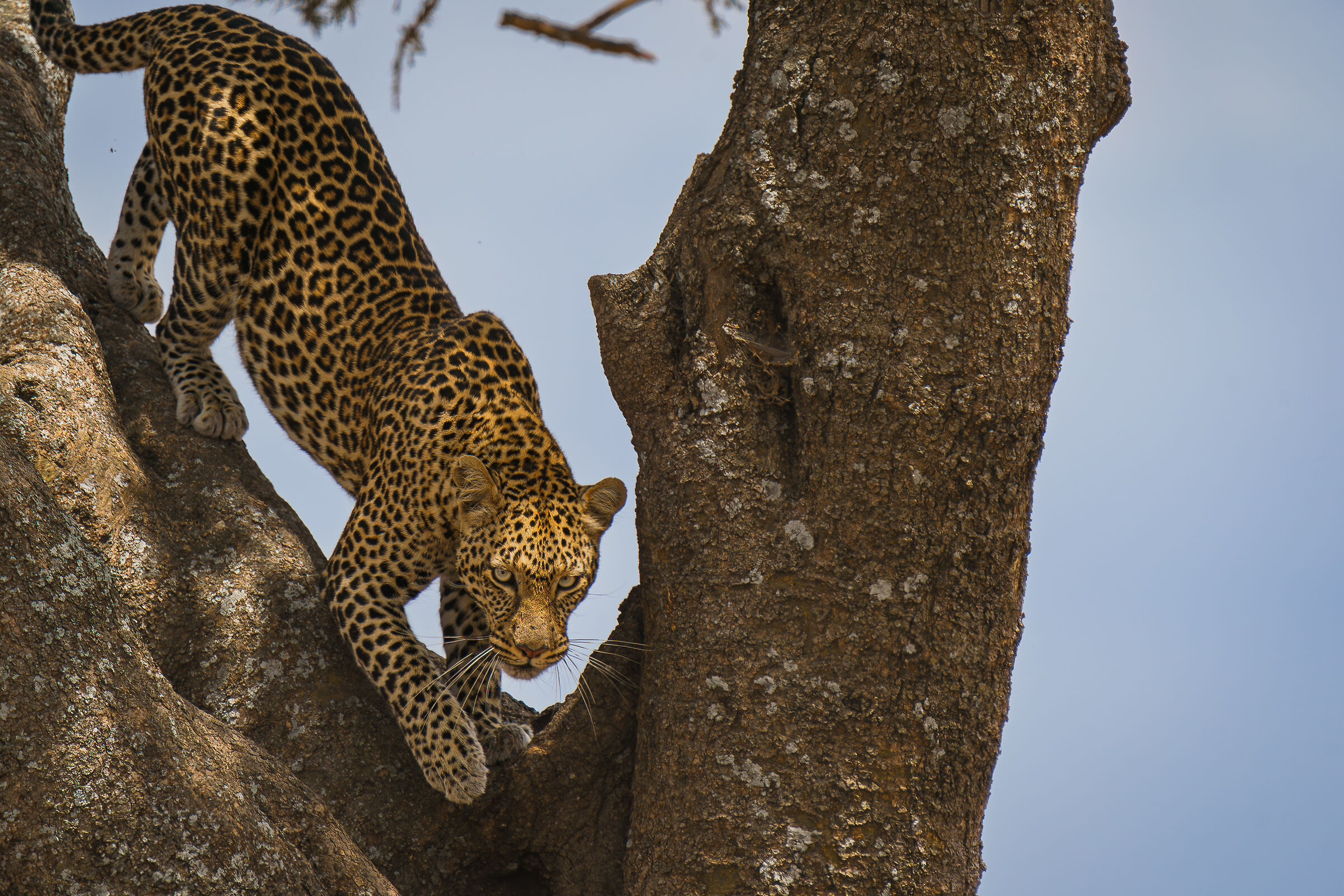 leopard