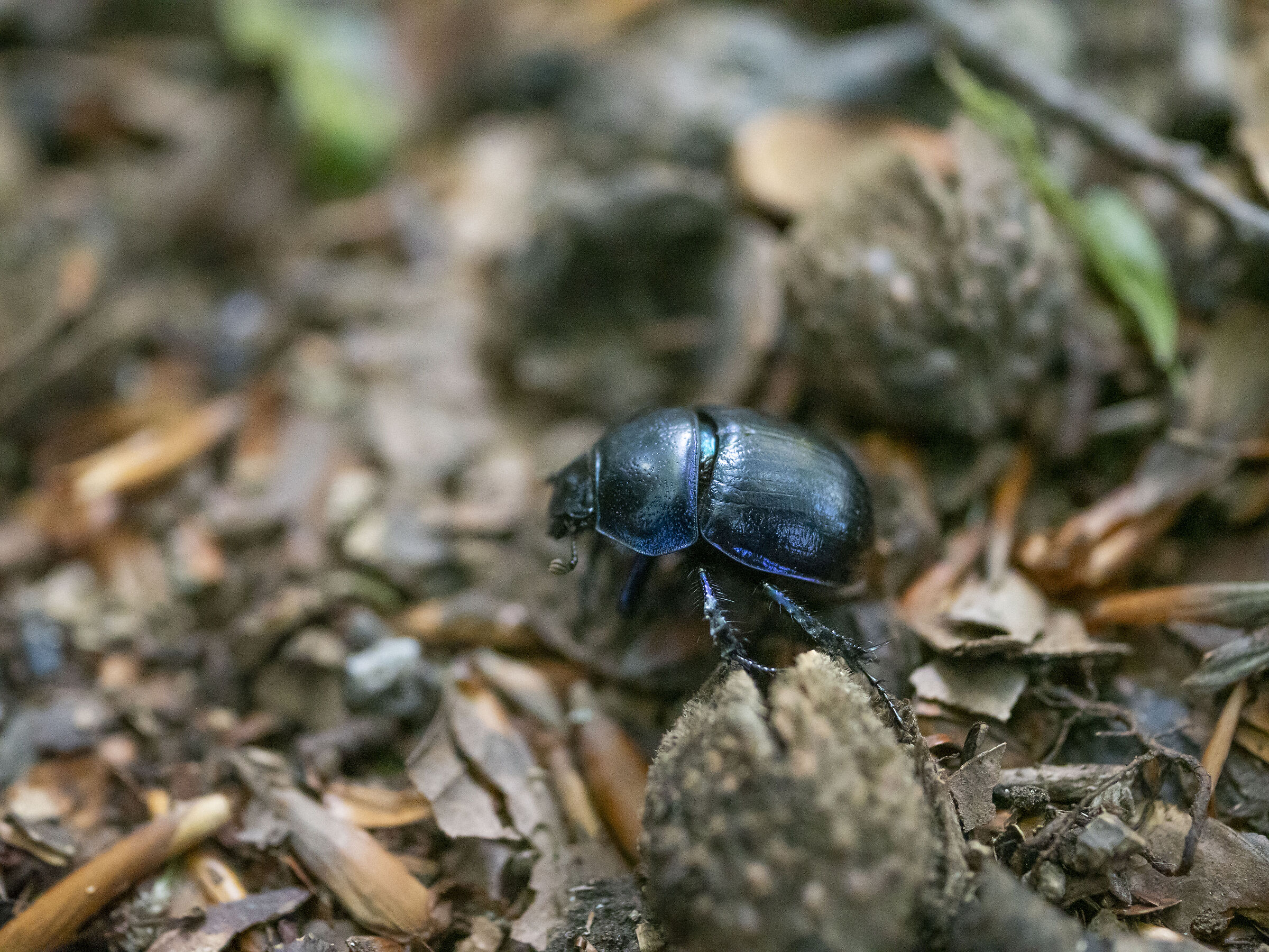 Dung Beetle