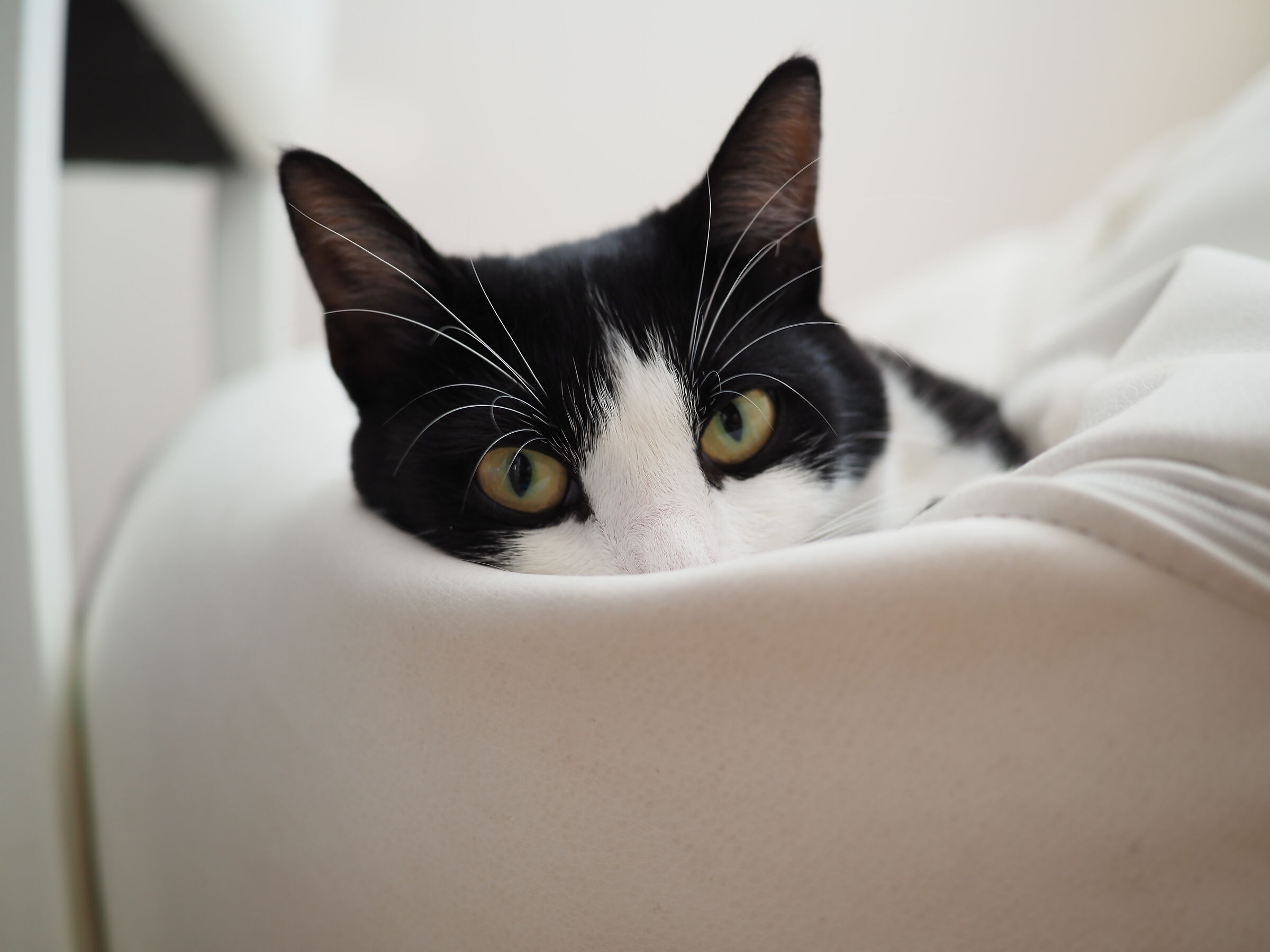 Occhi gatto