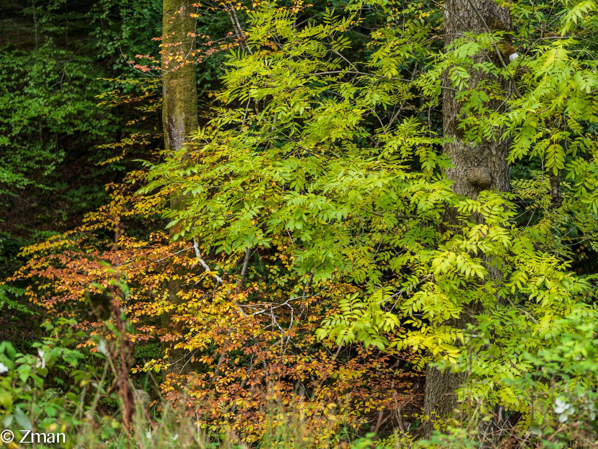 Dunkeld, Scozia Foresta