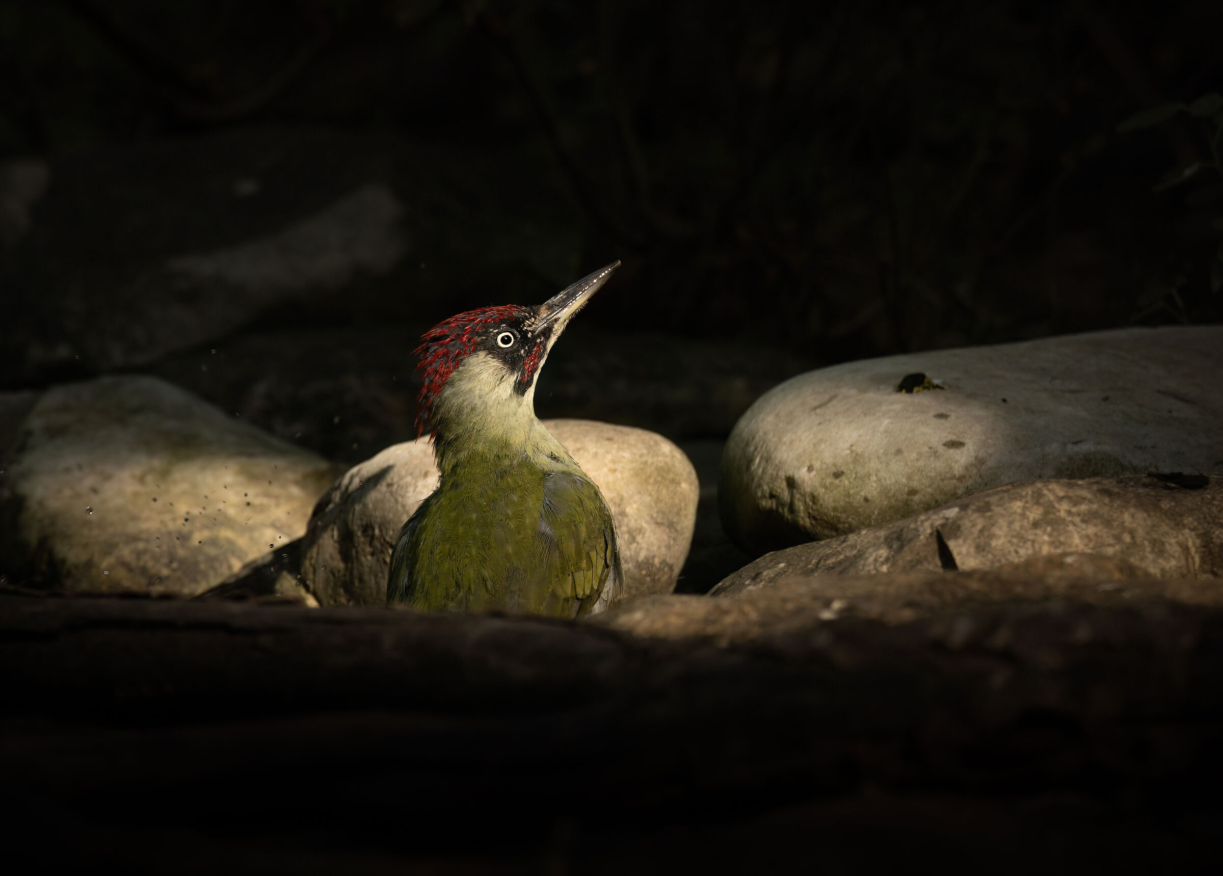 The Woodpecker Bath #1