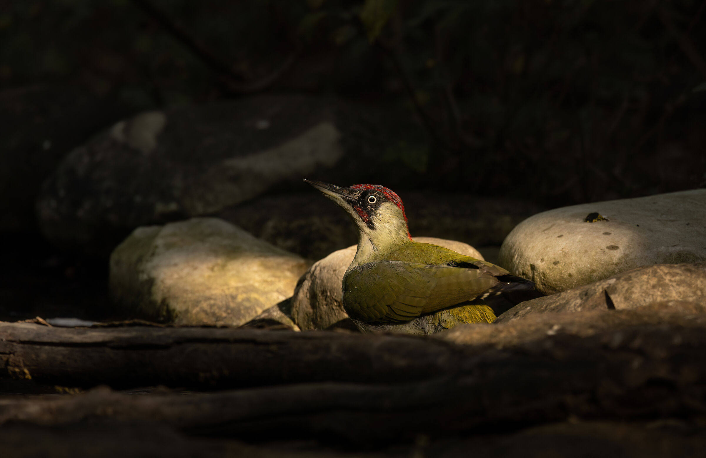 The Woodpecker Bath #2