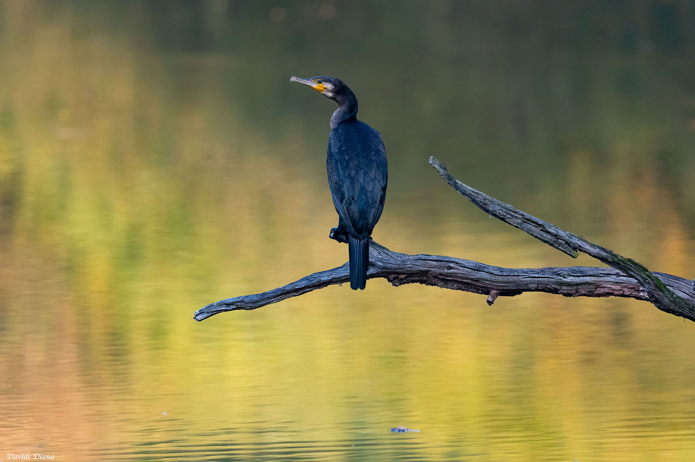 Cormorant