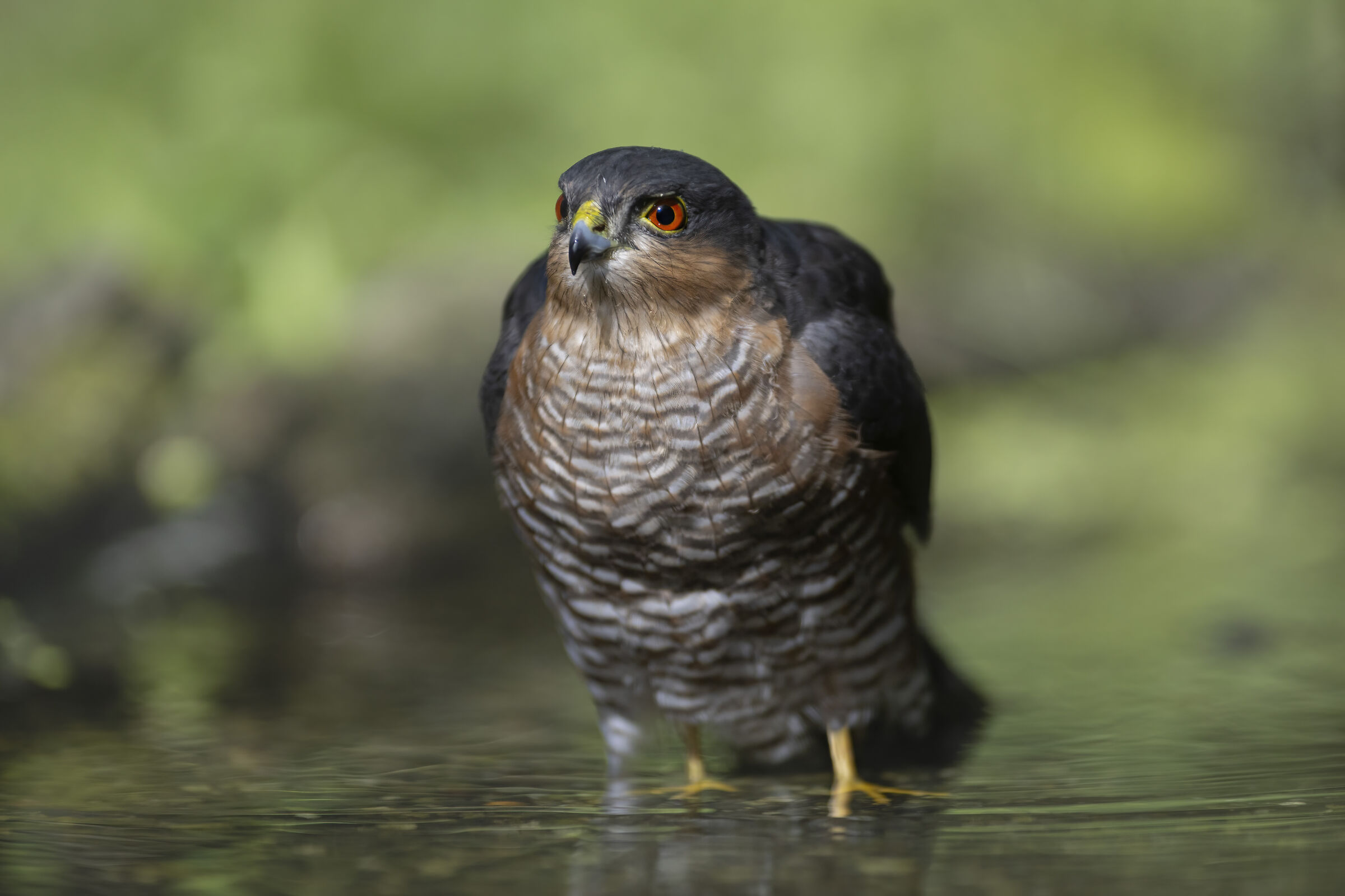 incredibili occhi rossi, sparviere