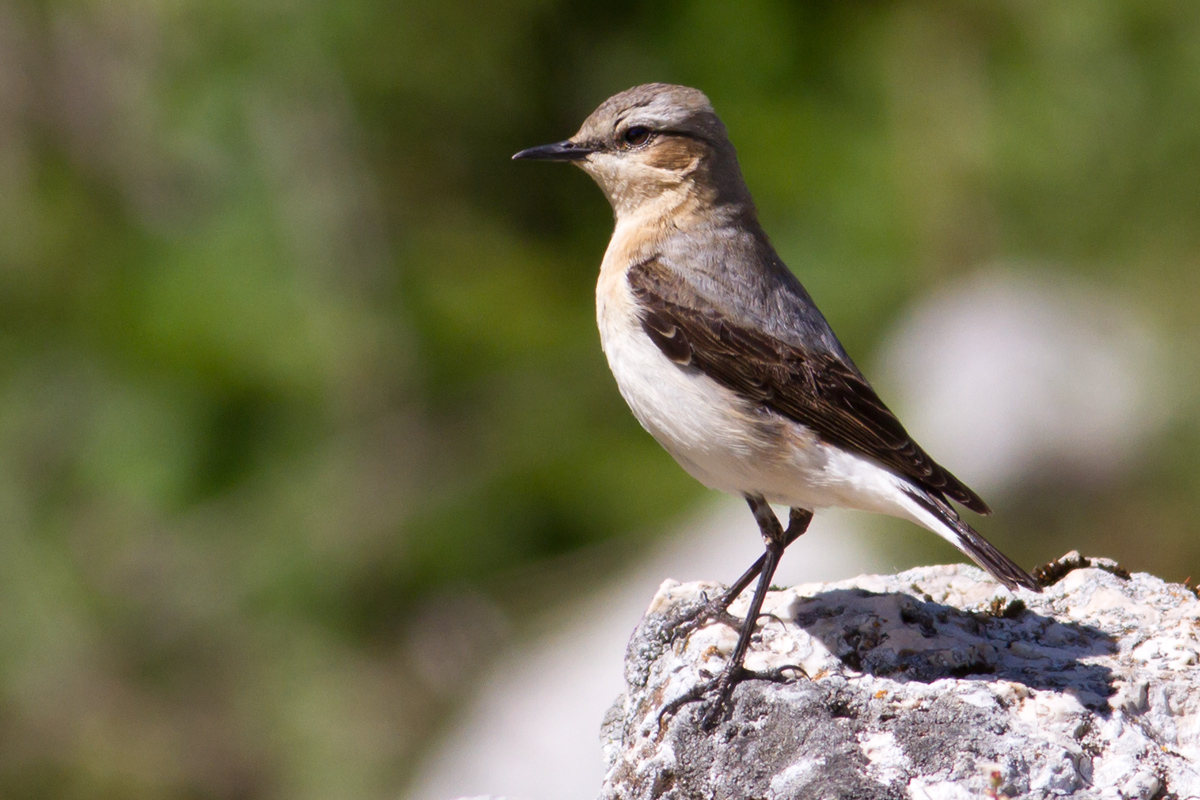 Northern Wheatear