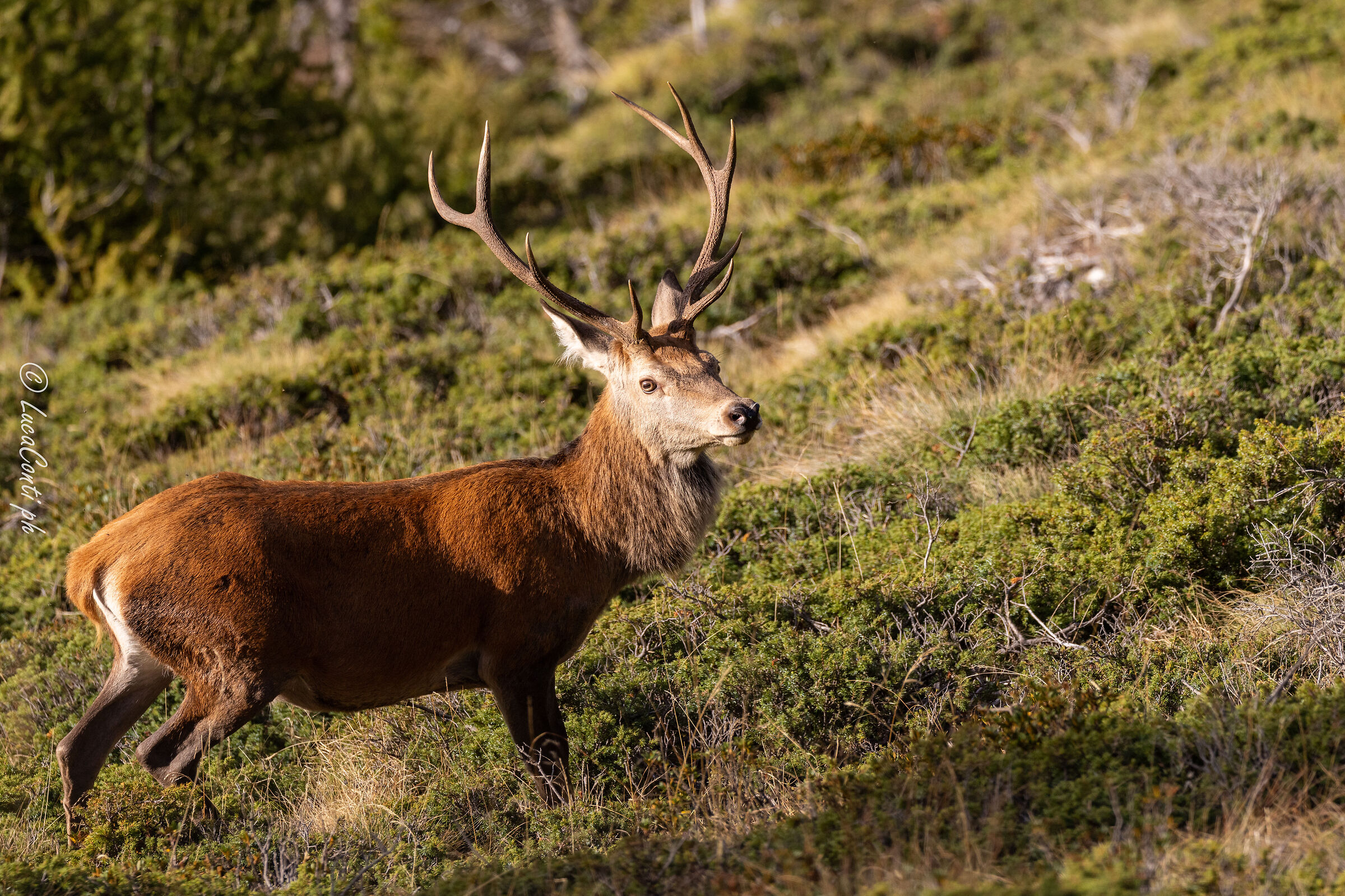 Bramito 2023 , Maschio adulto di Cervo
