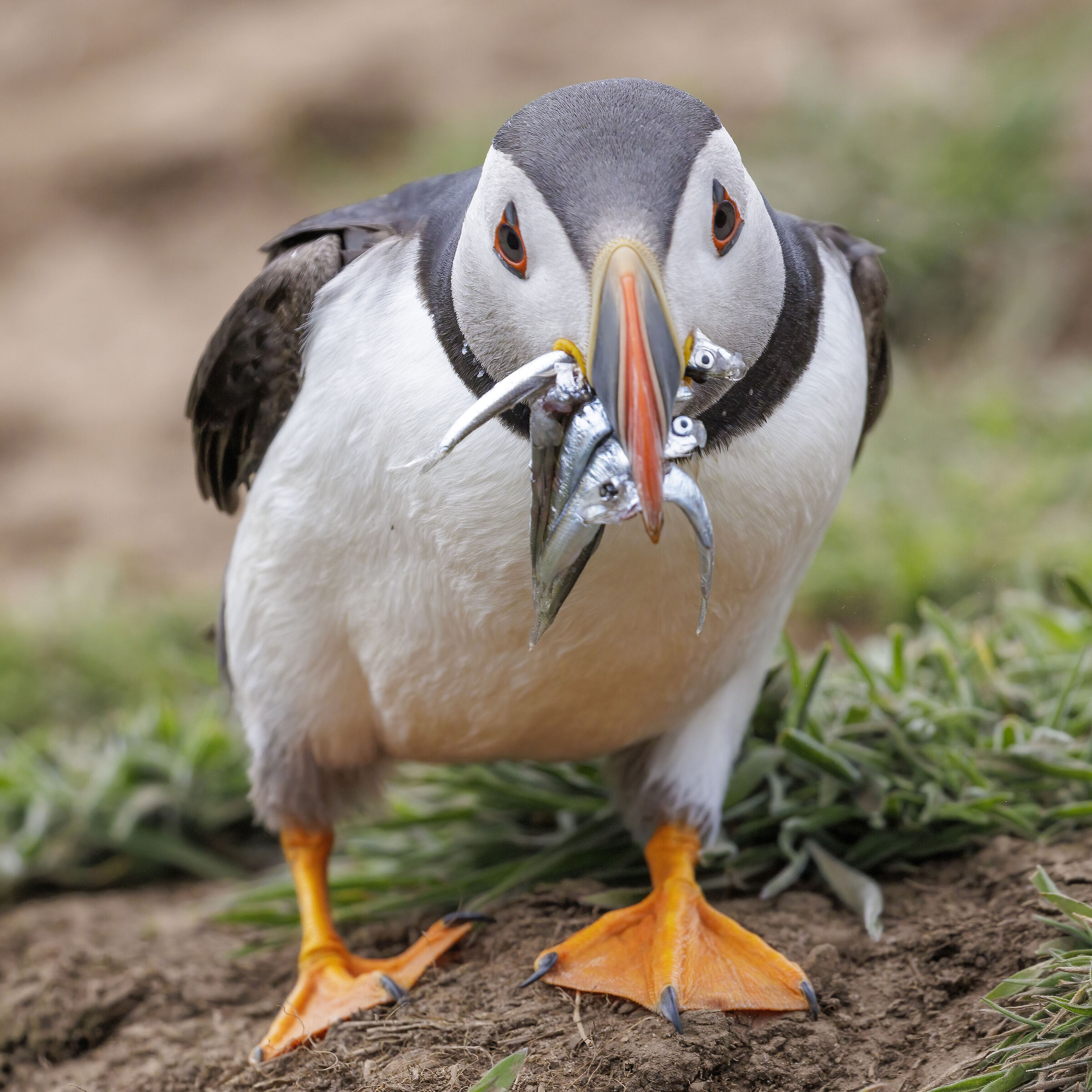 "Papà è bravo a pescare" II