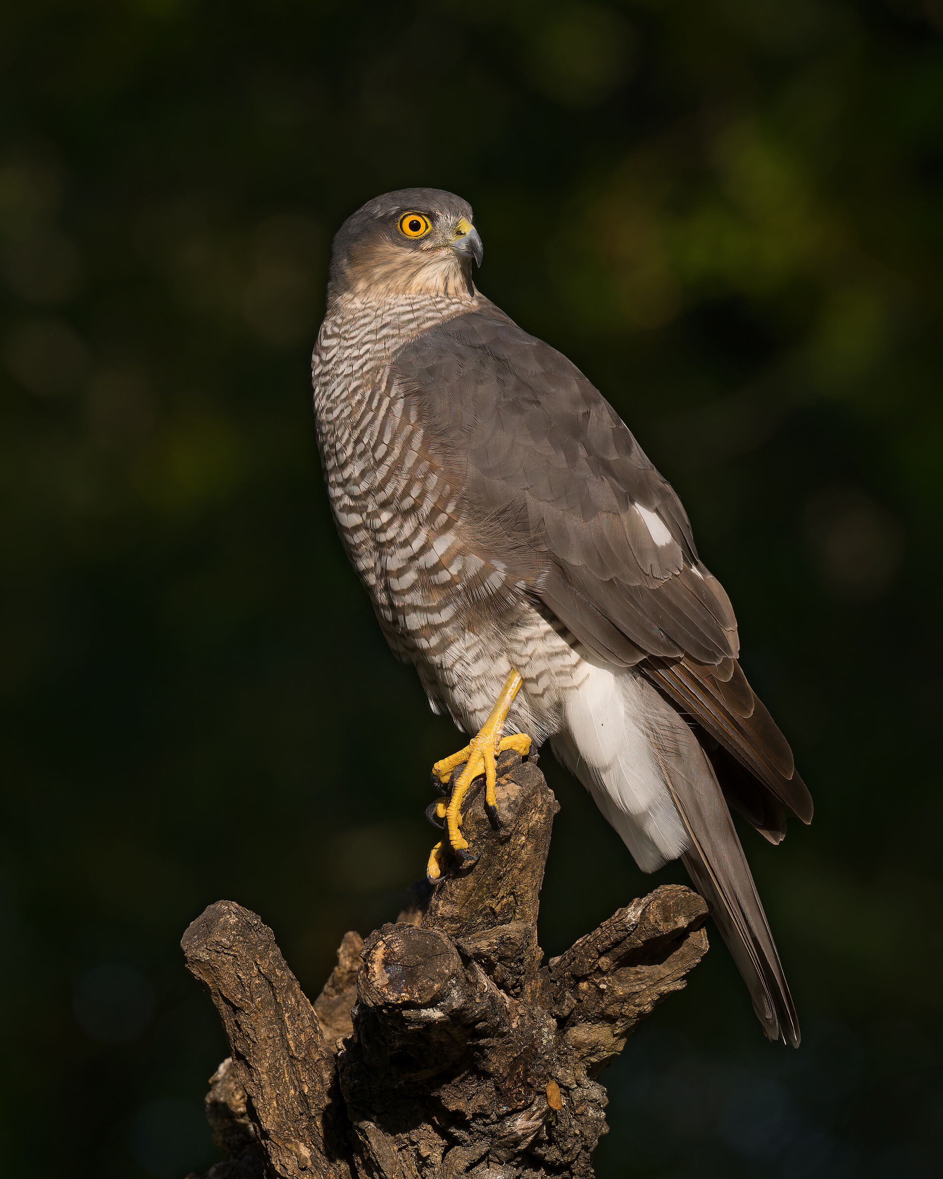 Sparrowhawk