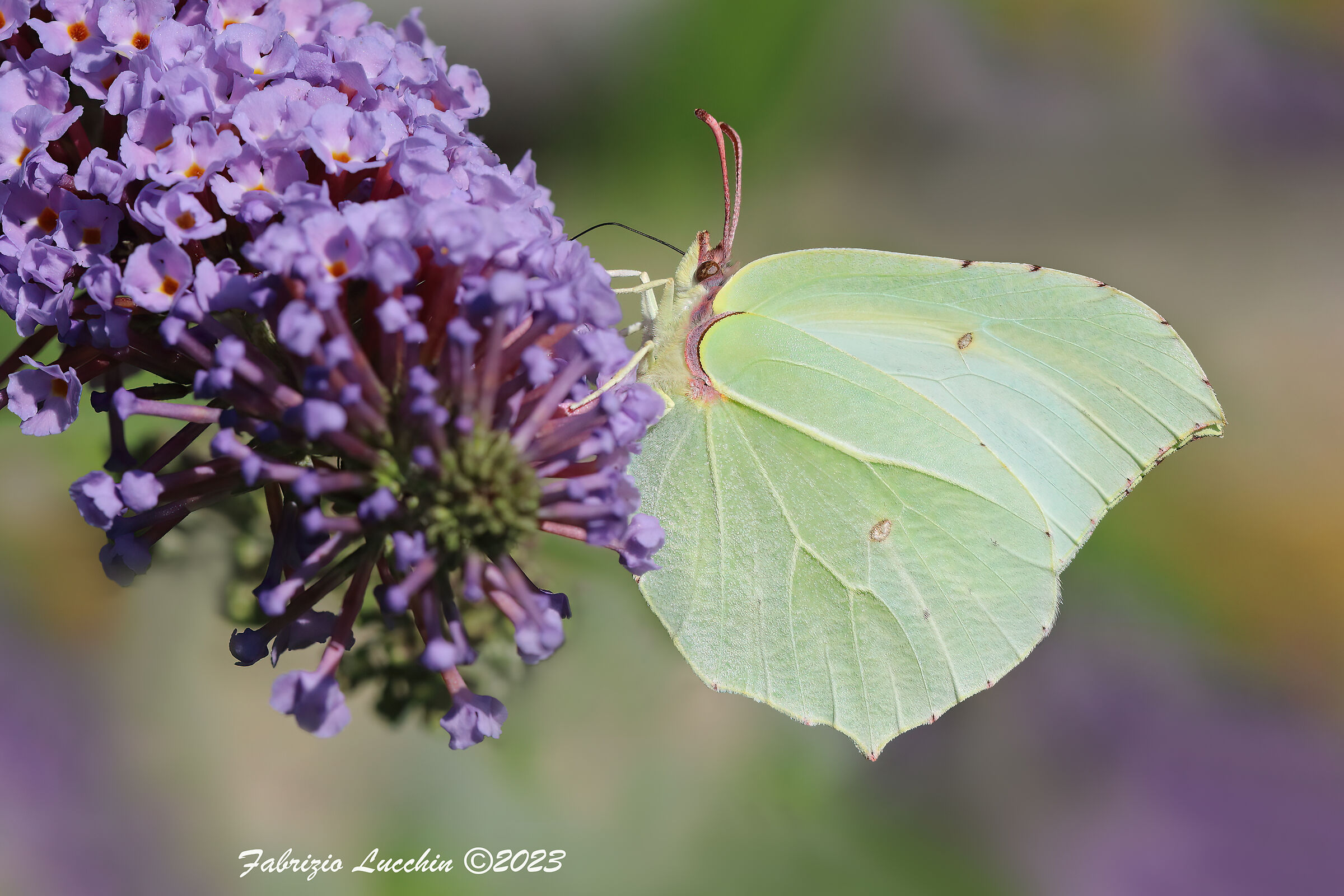 Gonepteryx rhamni (Esemplare femmina)
