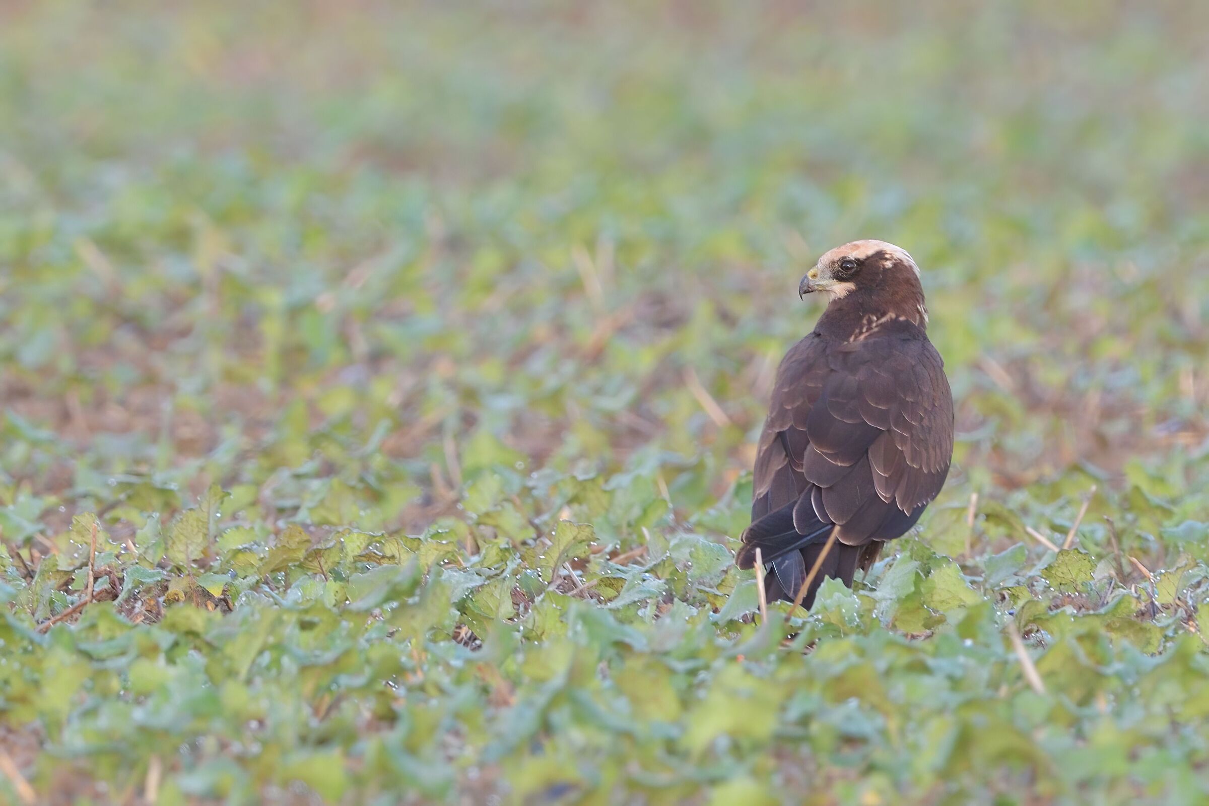 marsh harrier
