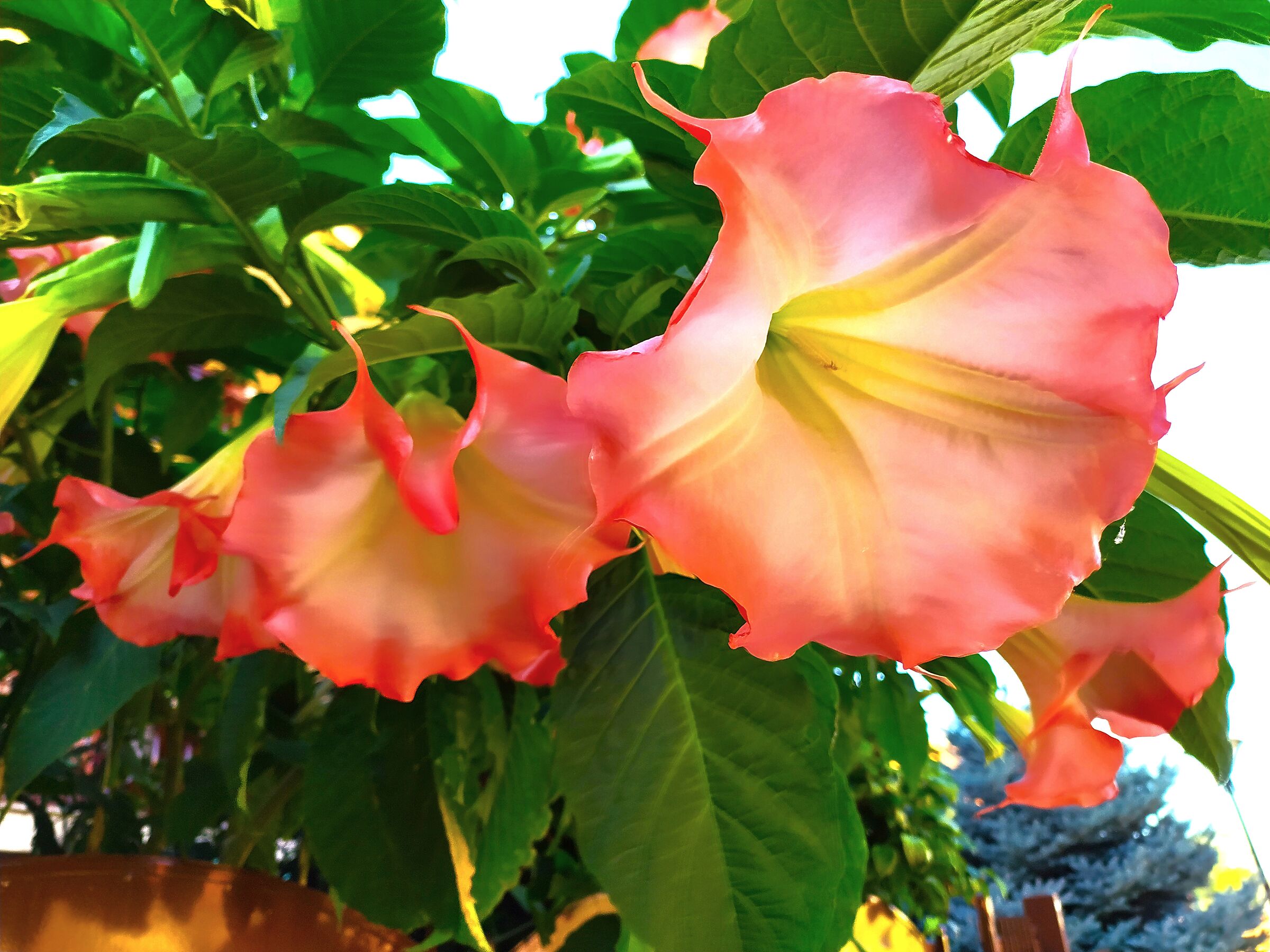 i fiori riempiono il cuore