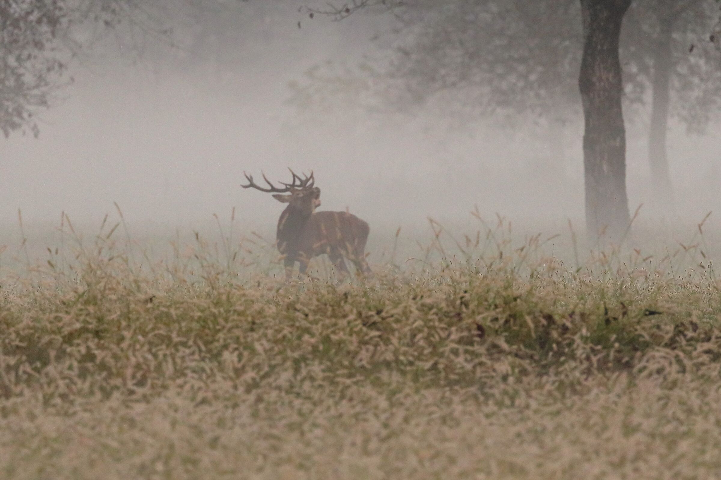 Nella nebbia