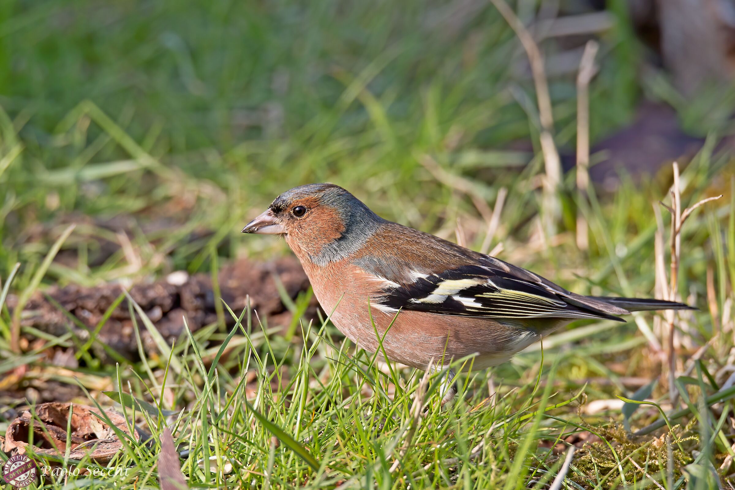 Finch on the ground