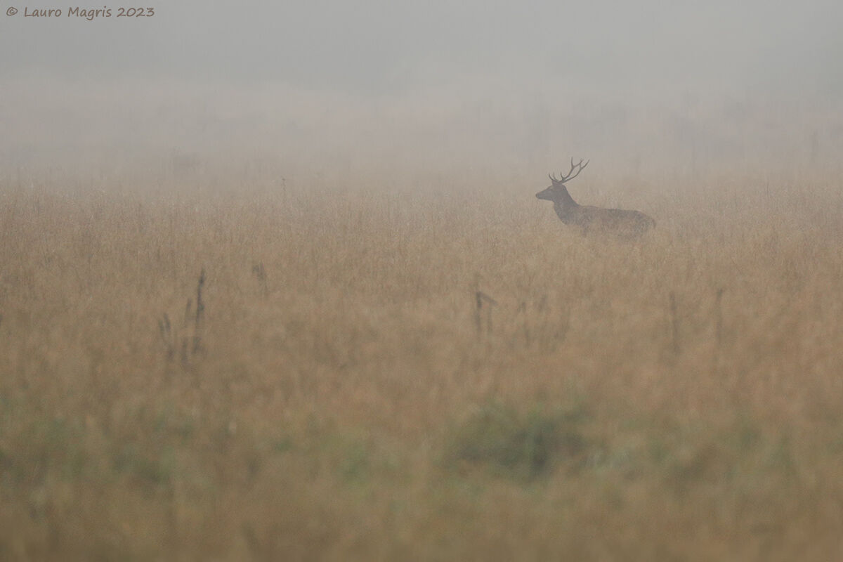 Passaggio nella nebbia
