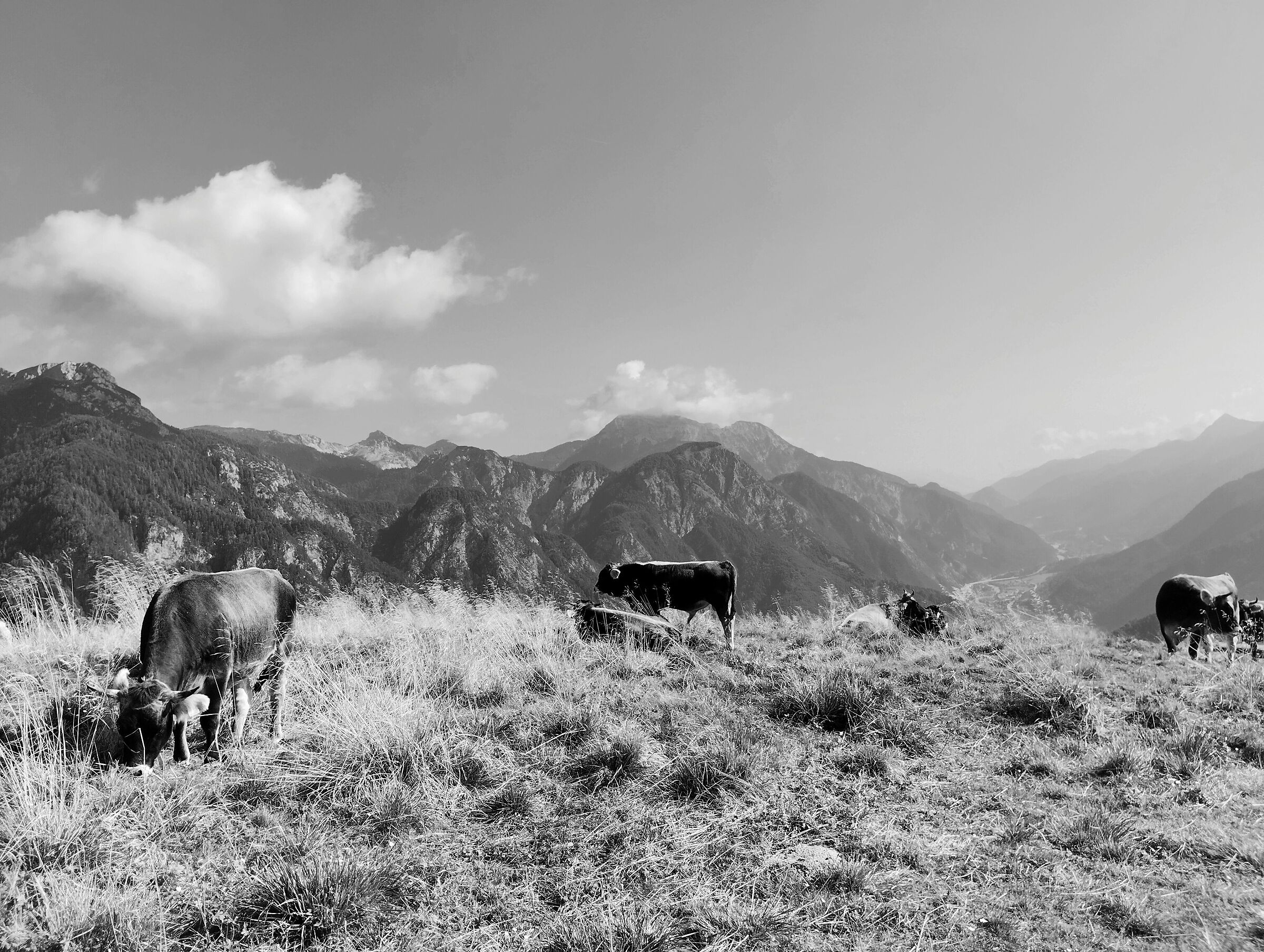 Aspettando il latte.....