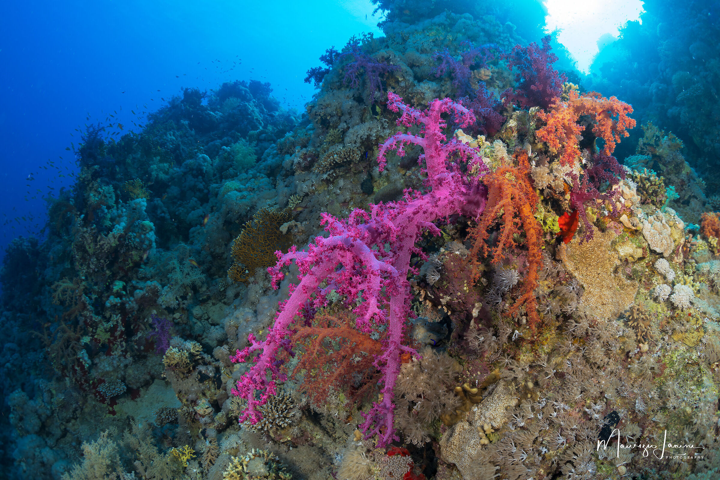 I fantastici colori del Mar Rosso