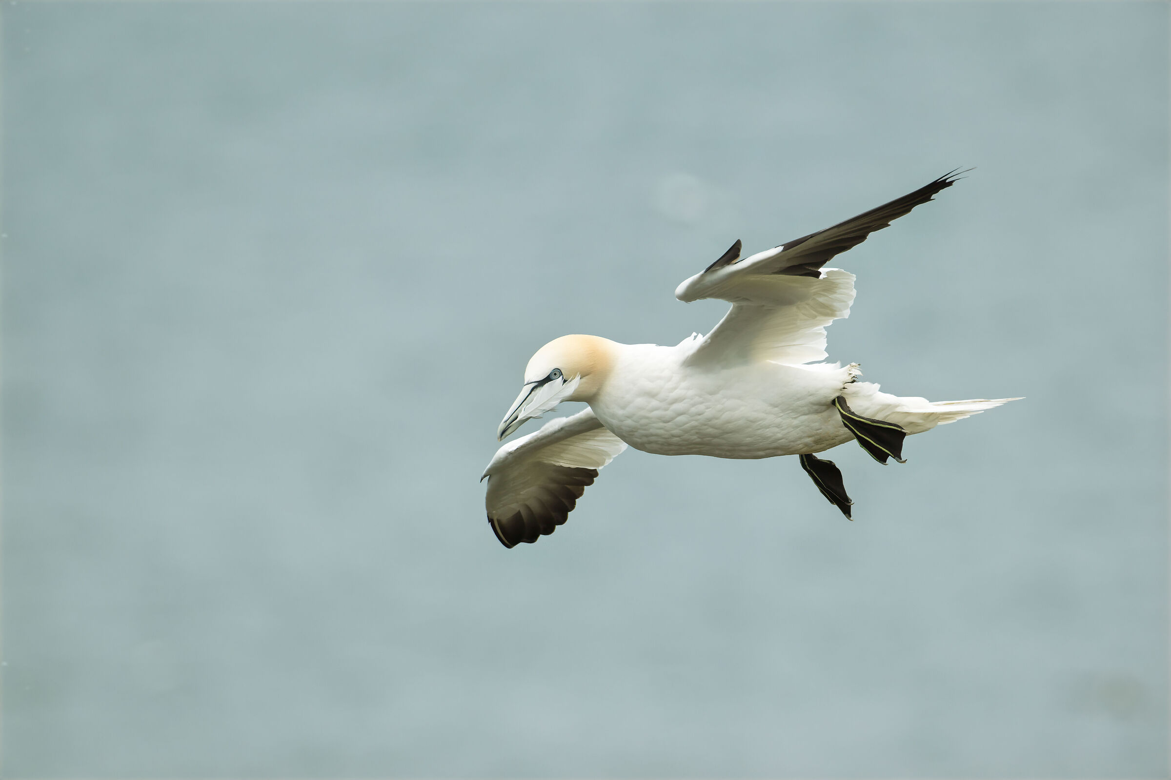Adult (Morus Bassanus)