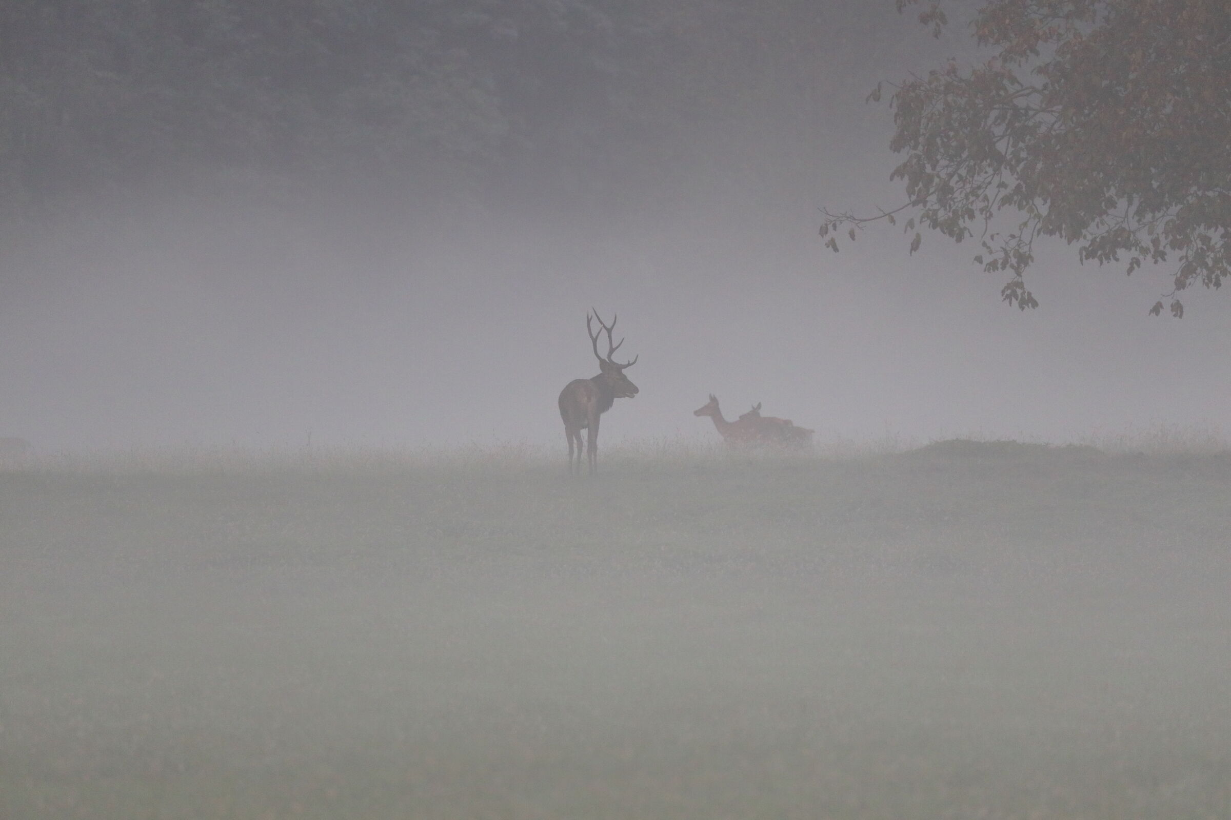 Nella nebbia