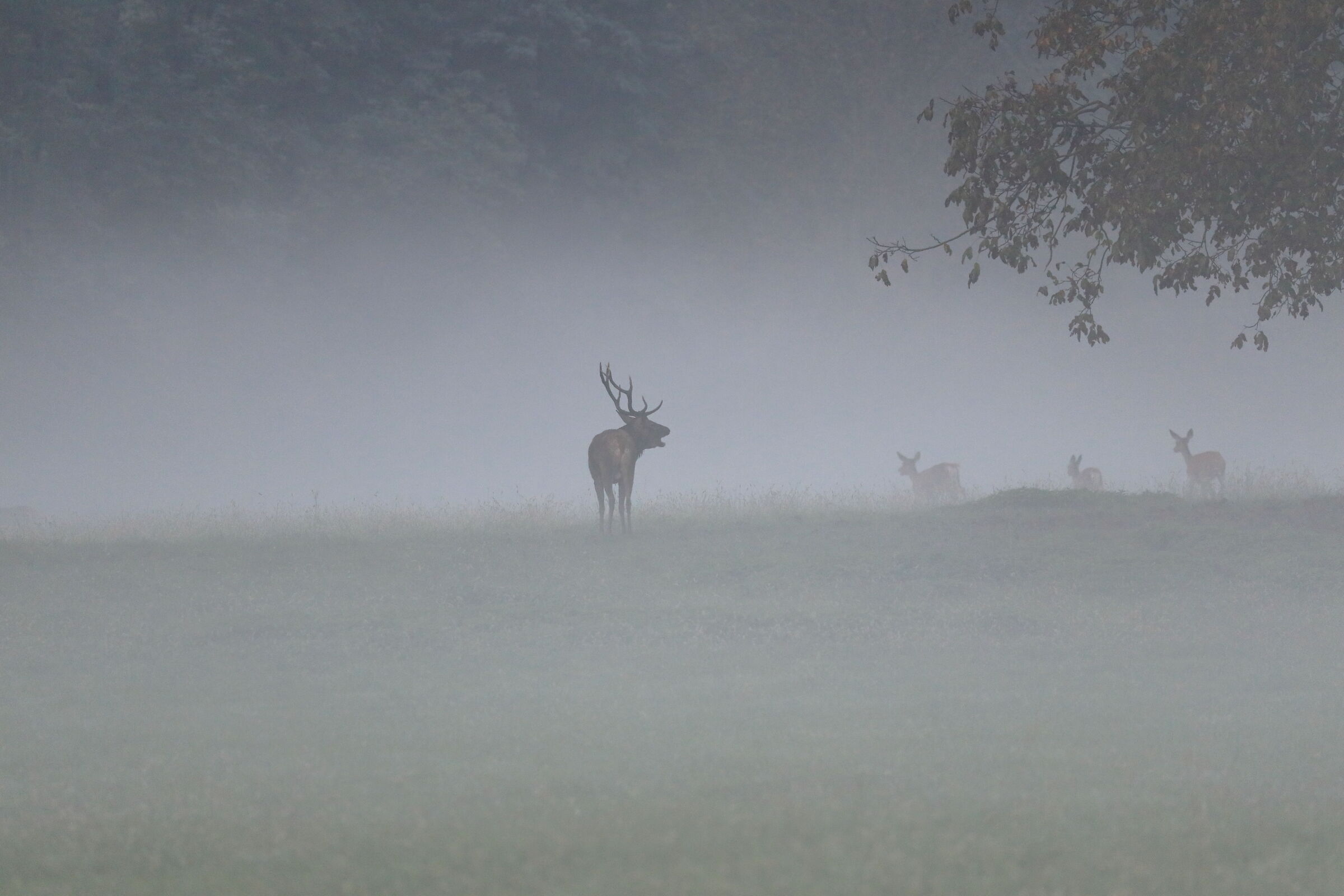 nella nebbia