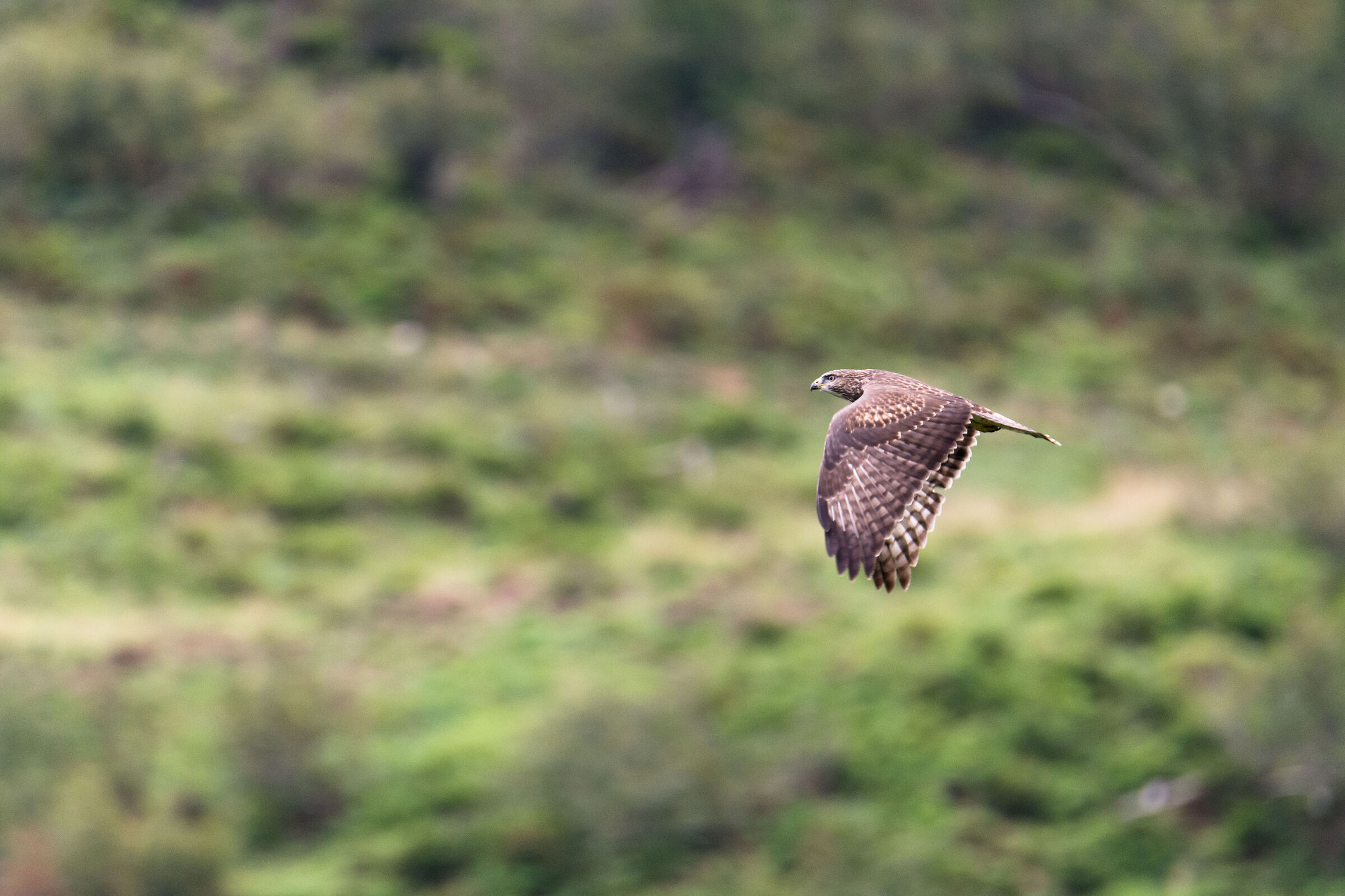 The wings of the buzzard