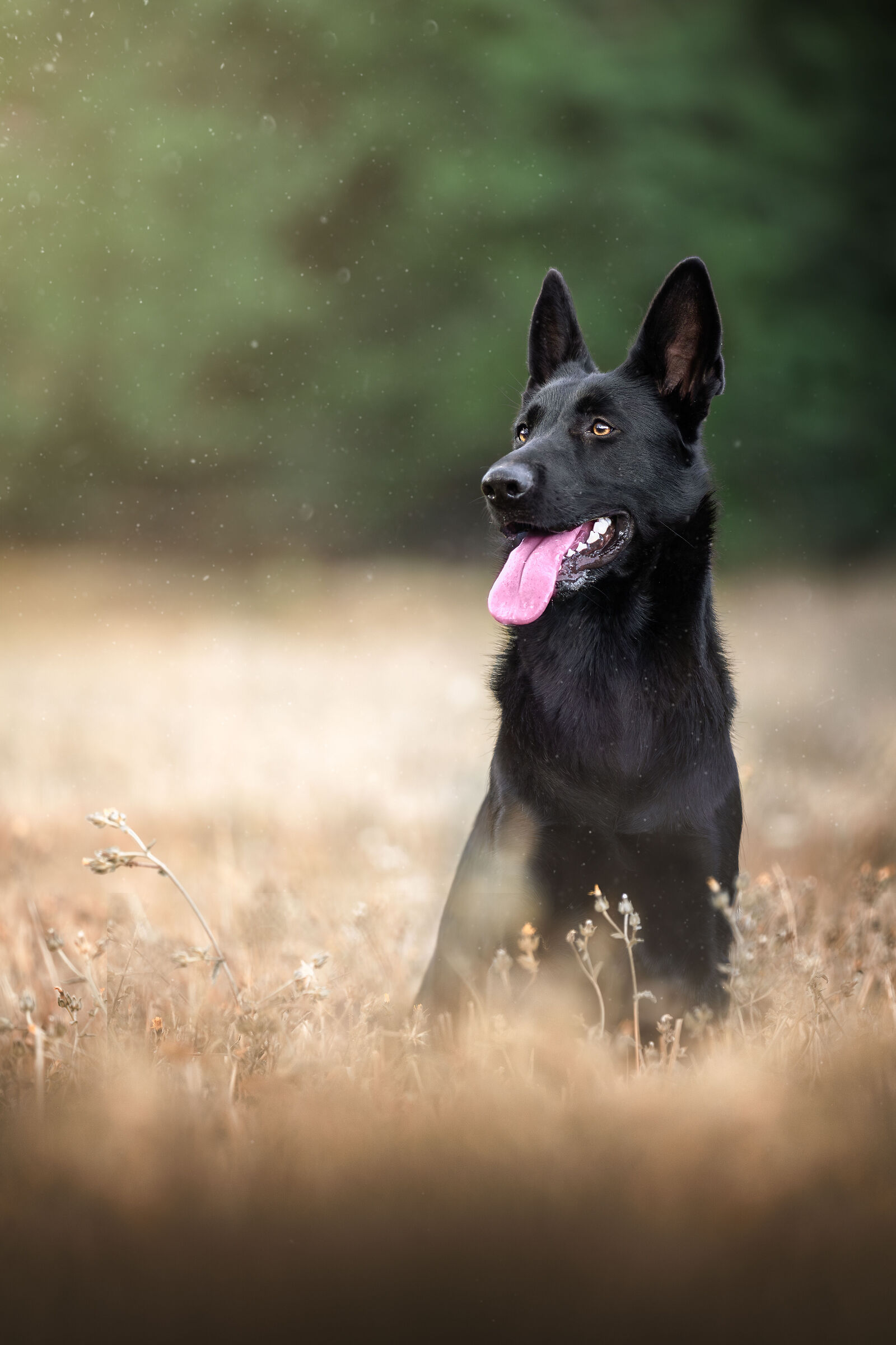 Baba the black shepherd