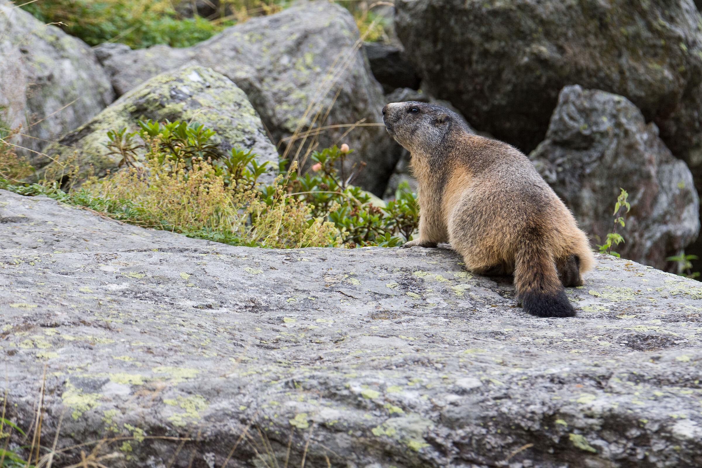 Marmotta in perlustrazione