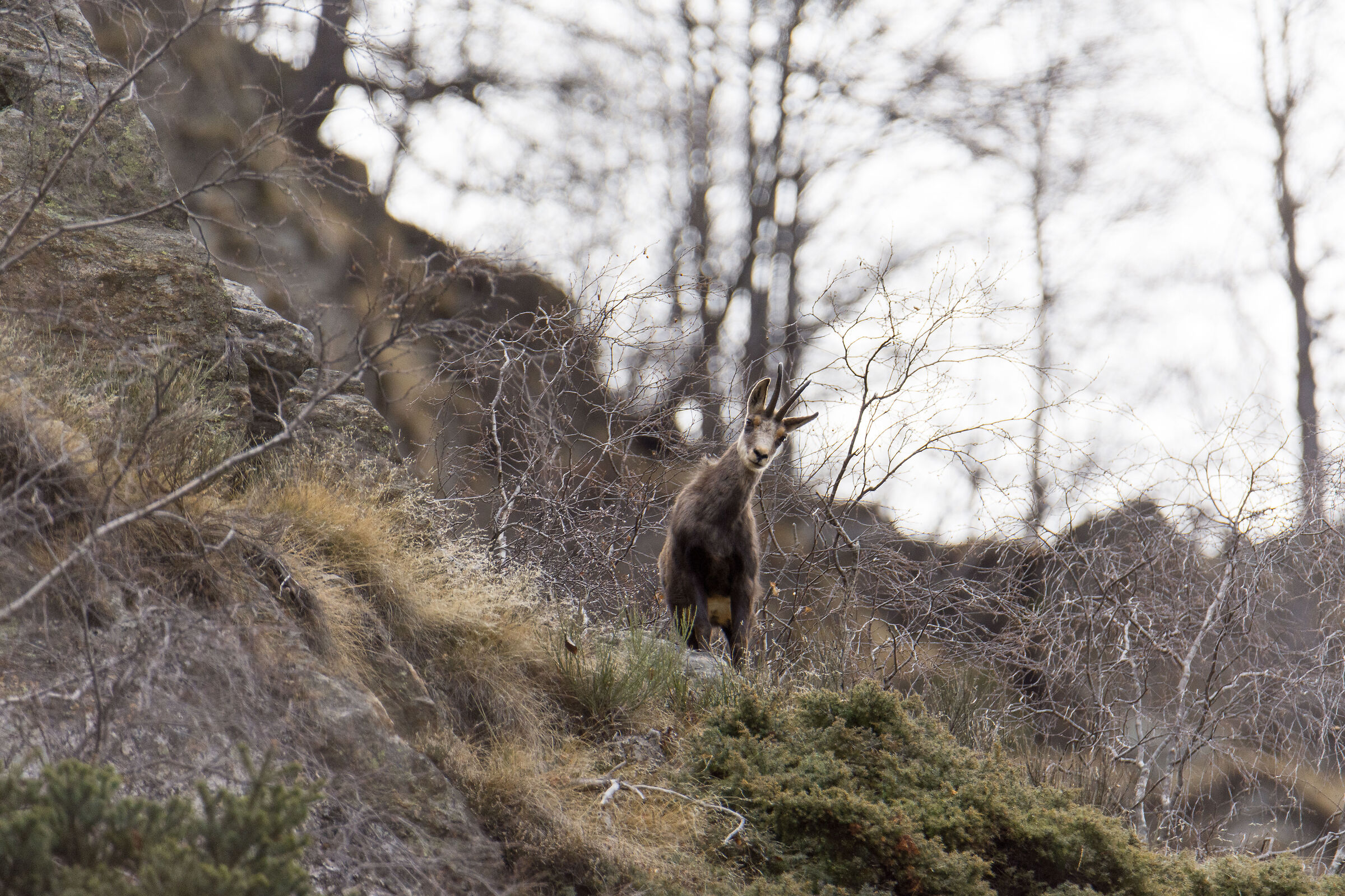 Against the first light of dawn