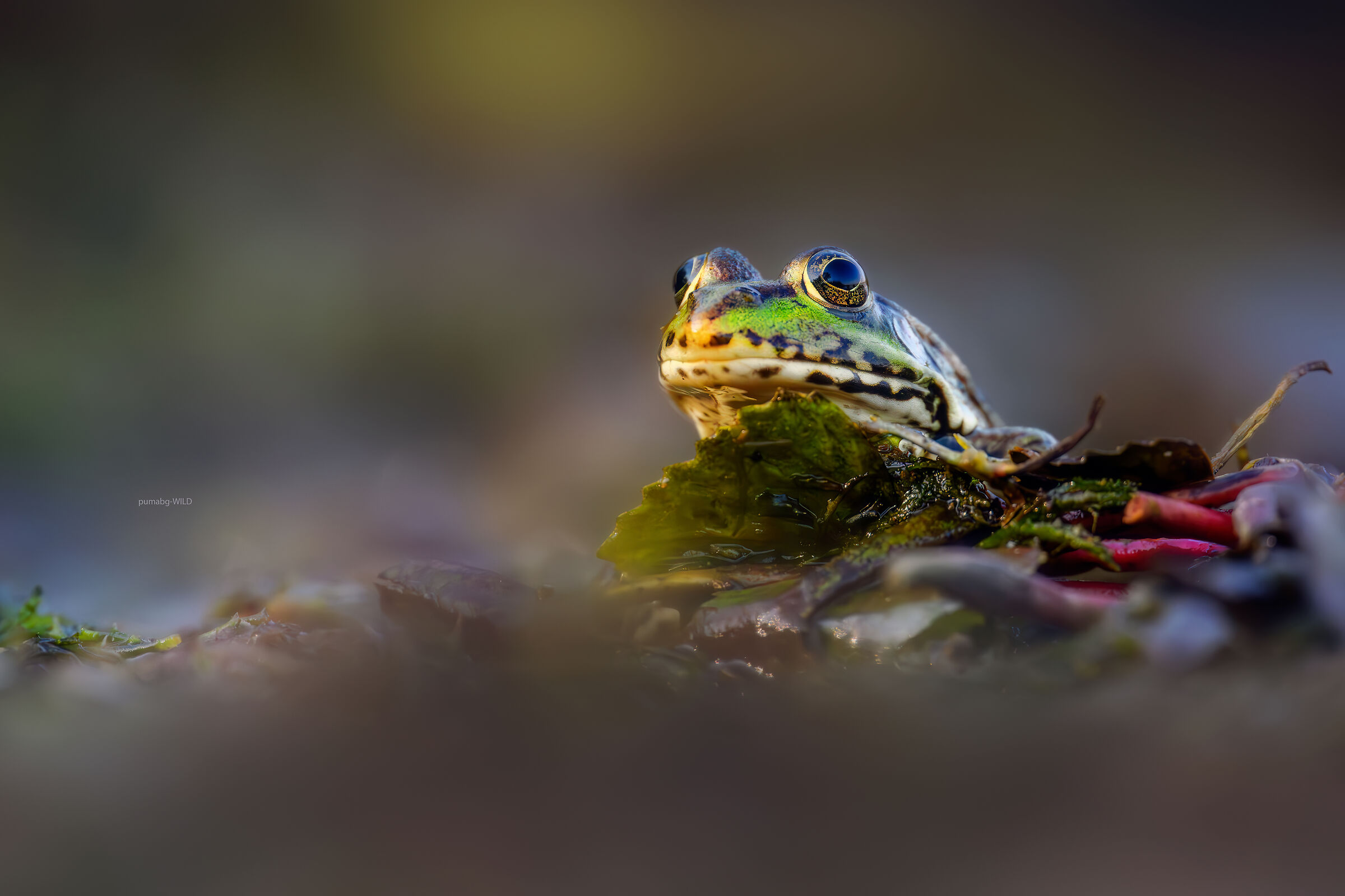 Untitled Photo