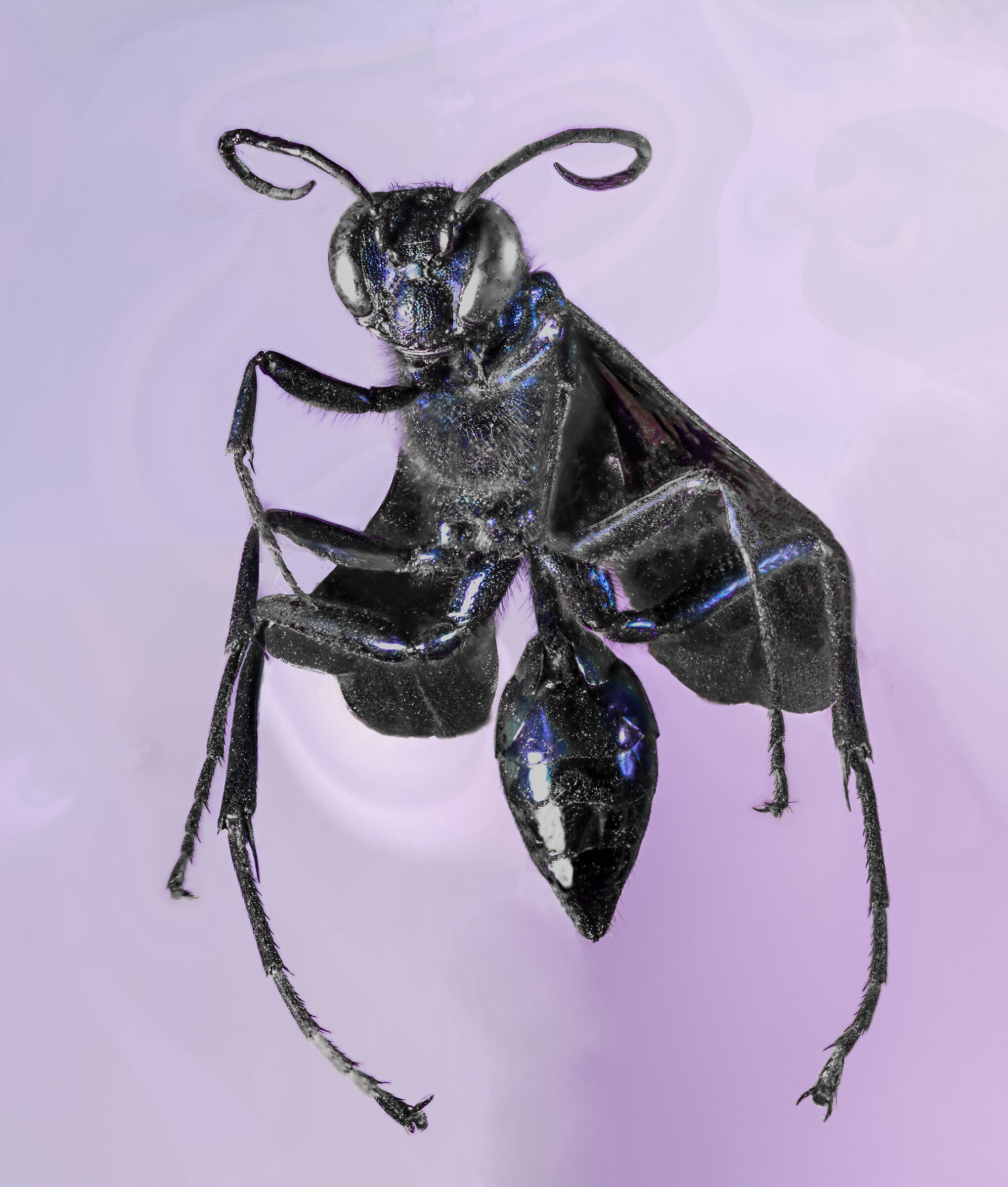 Chalybion Califorunicum - first focus stacking test