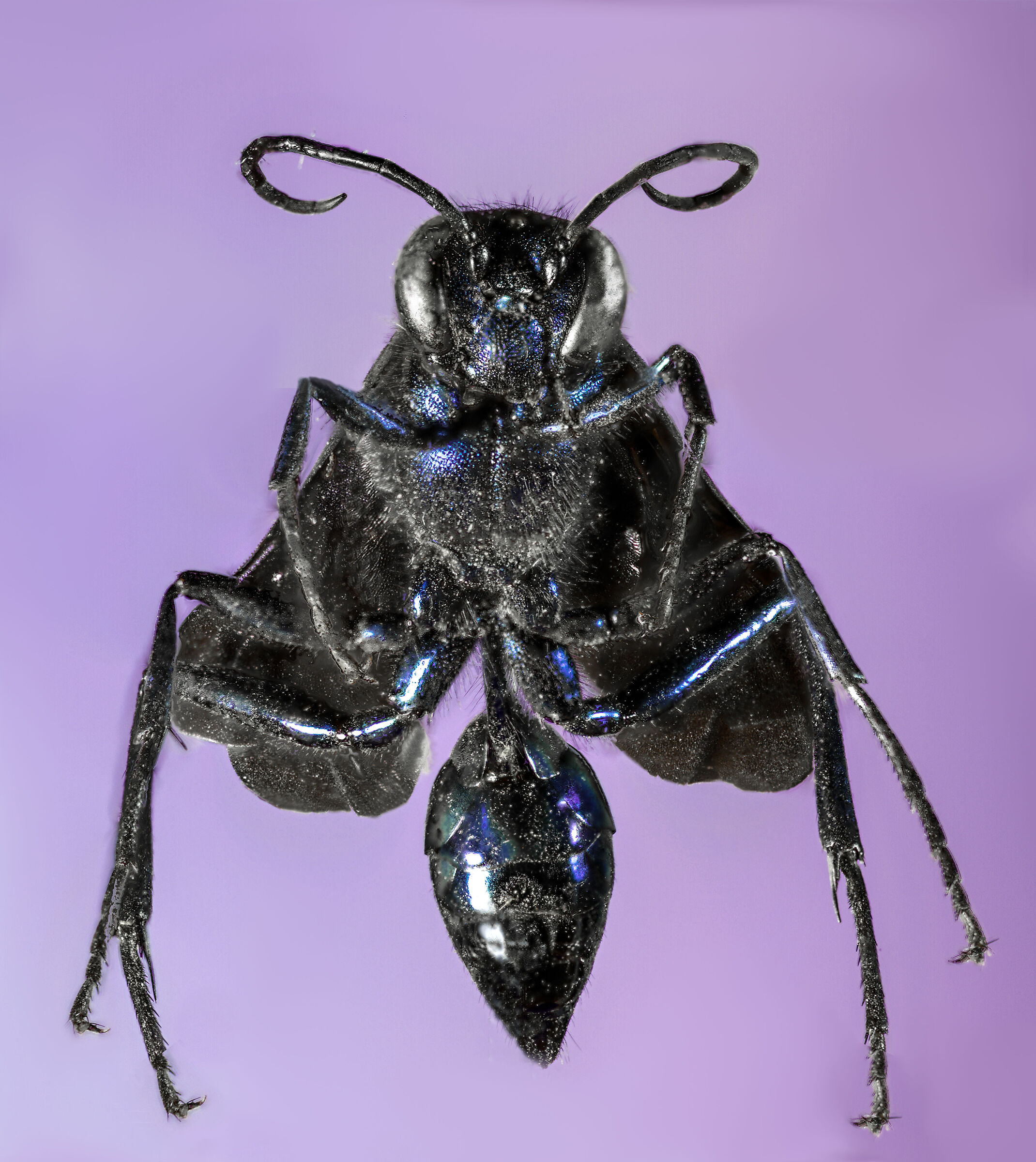 Chalybion Califorunicum - first focus stacking test