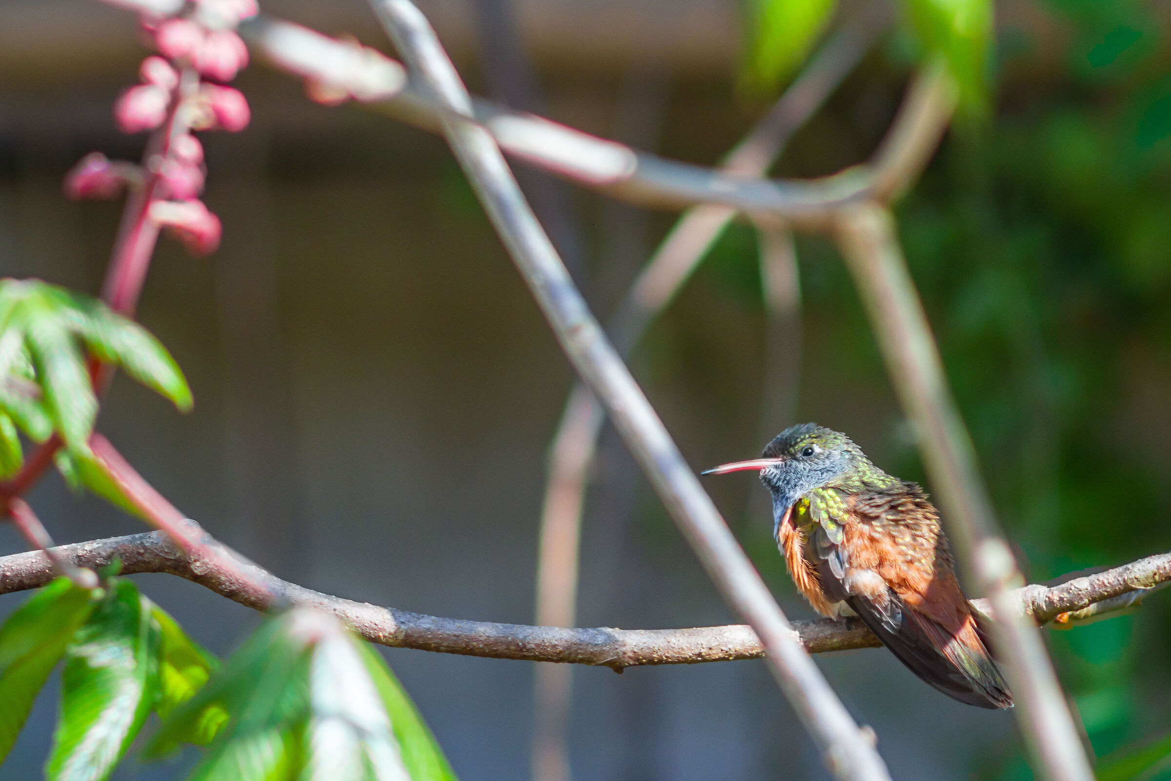 Kingfisher - Oasis of Sant'Alessio